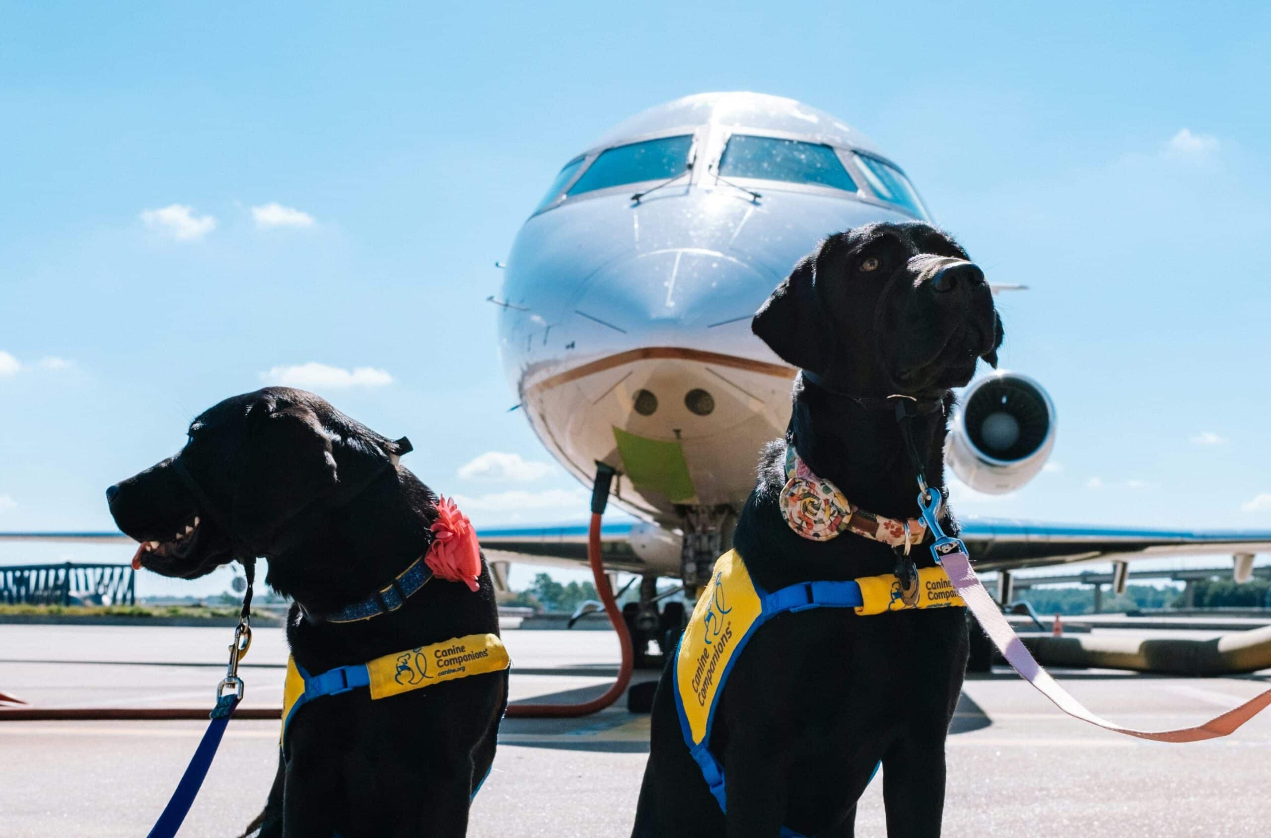 Flying With Dogs: Make Sure Pup is Ready For Takeoff