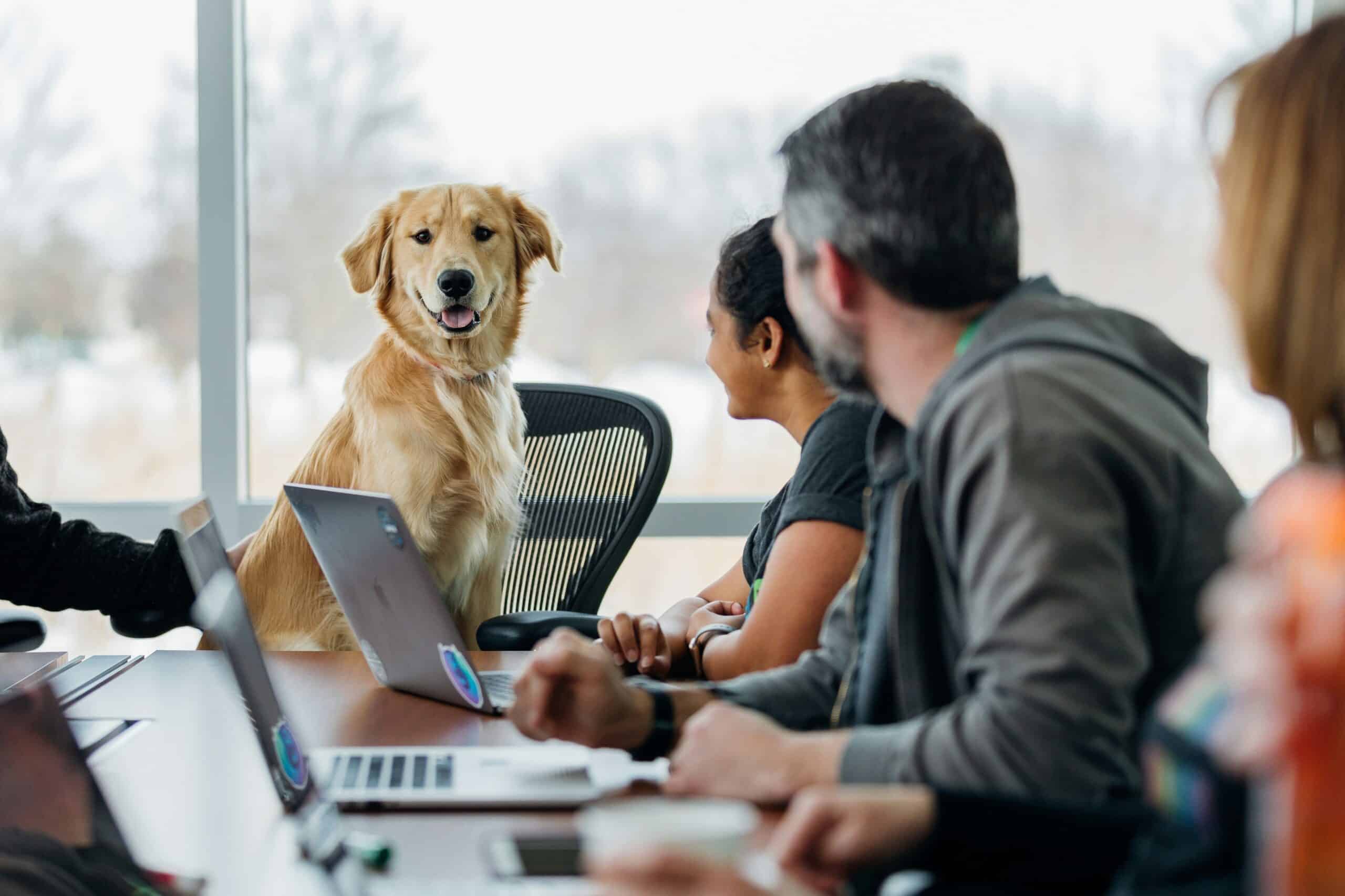 Guide to Bringing Your Dog to Work