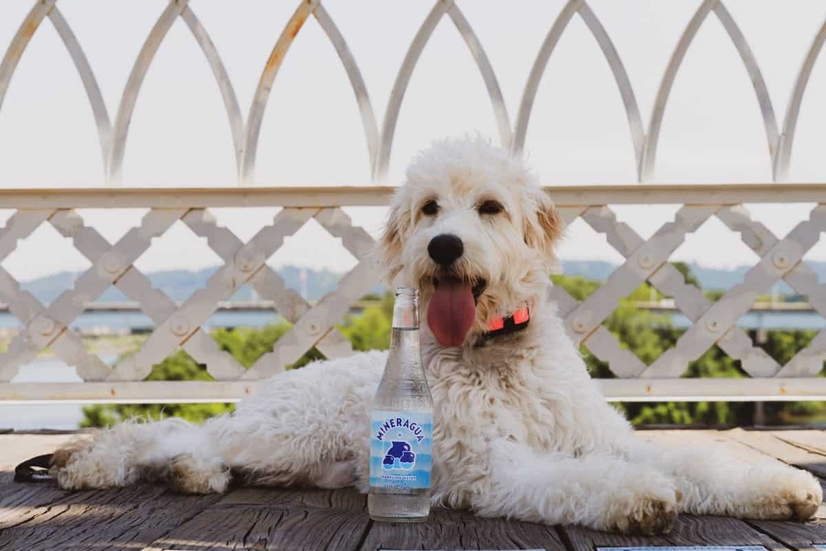 Dog Cocktails: Enjoy 10 Drinks Named After Dogs