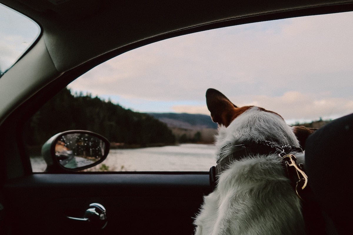 Dog Road Trip Essentials: 5 Tips for Your Drive