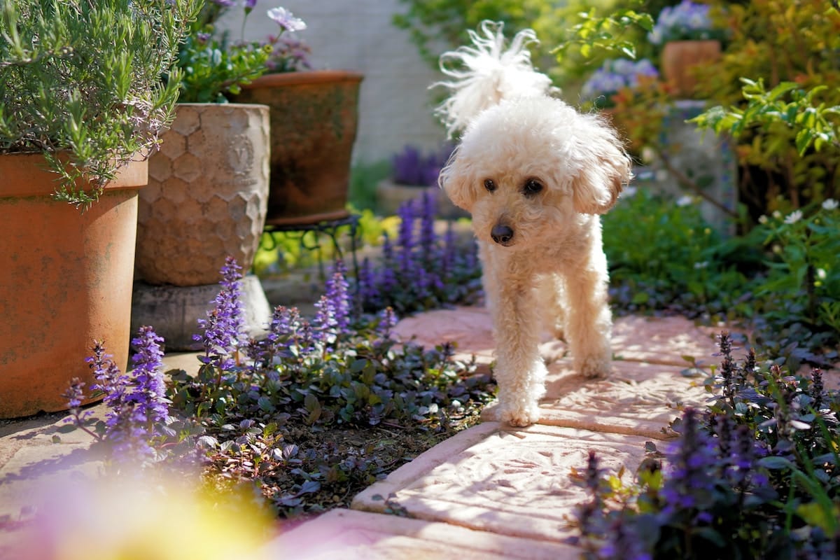 7 Tips for a Dog-Proof Garden