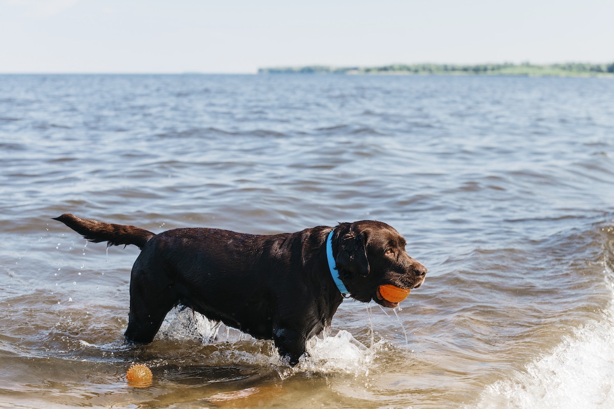 9 Best Water Toys for Dogs