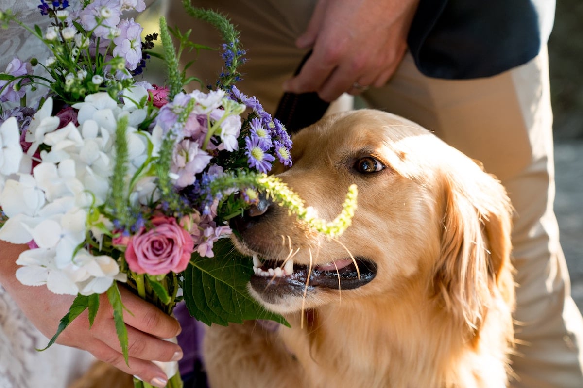 9 Adorable Wedding Roles for Dogs
