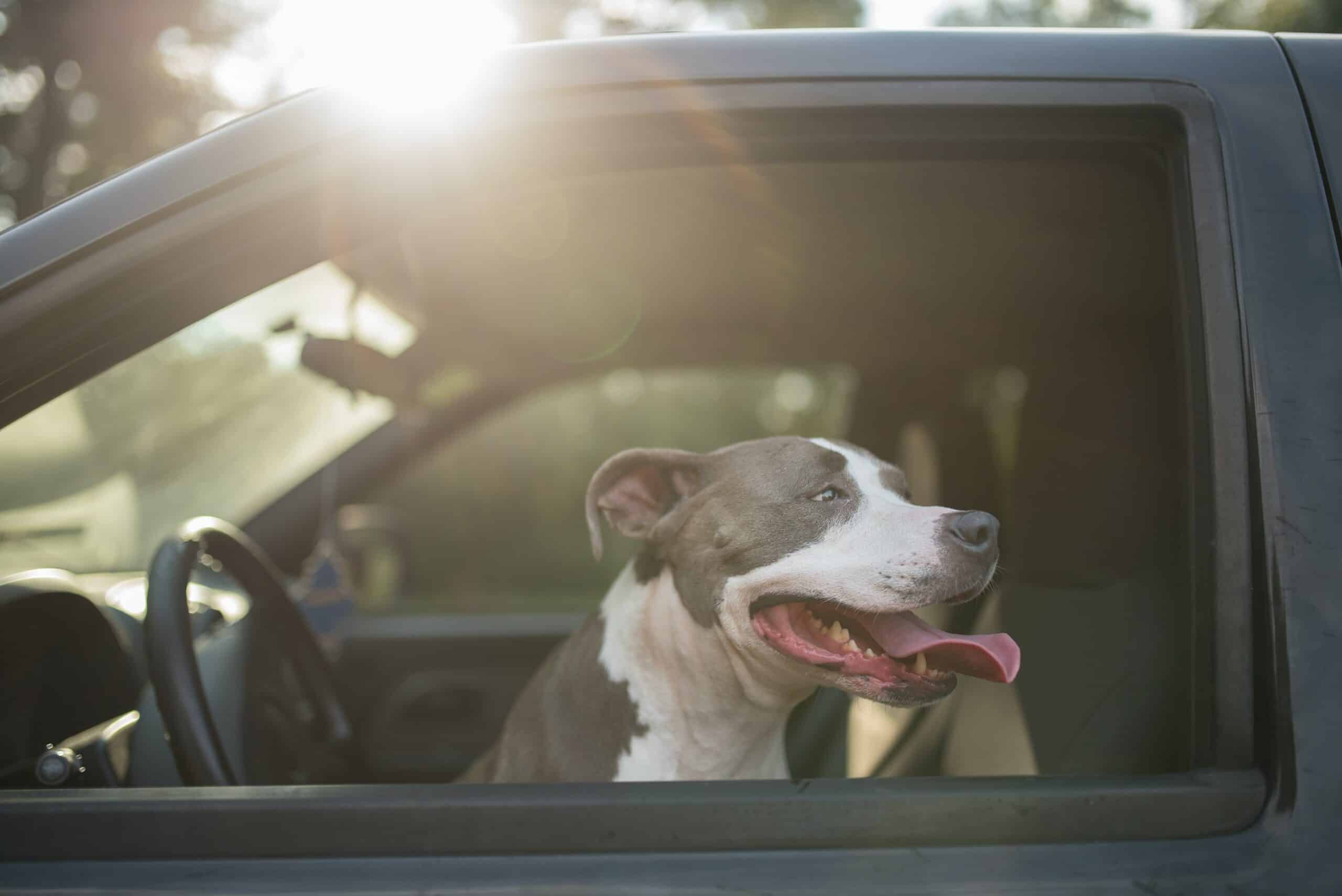 Dog Road Trip Entertainment: How to Keep Your Pup Happy