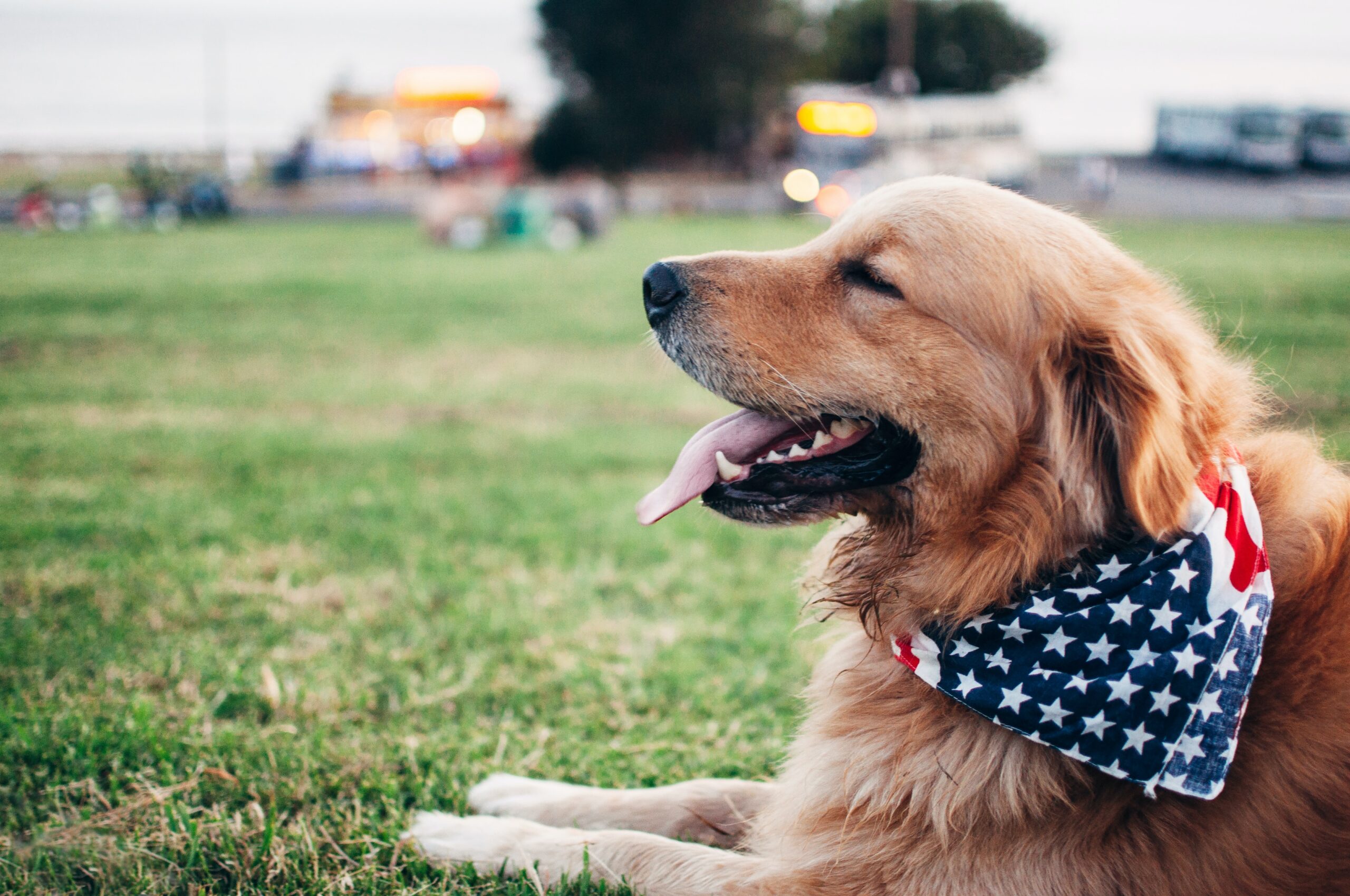 July 4th Dog Safety Tips