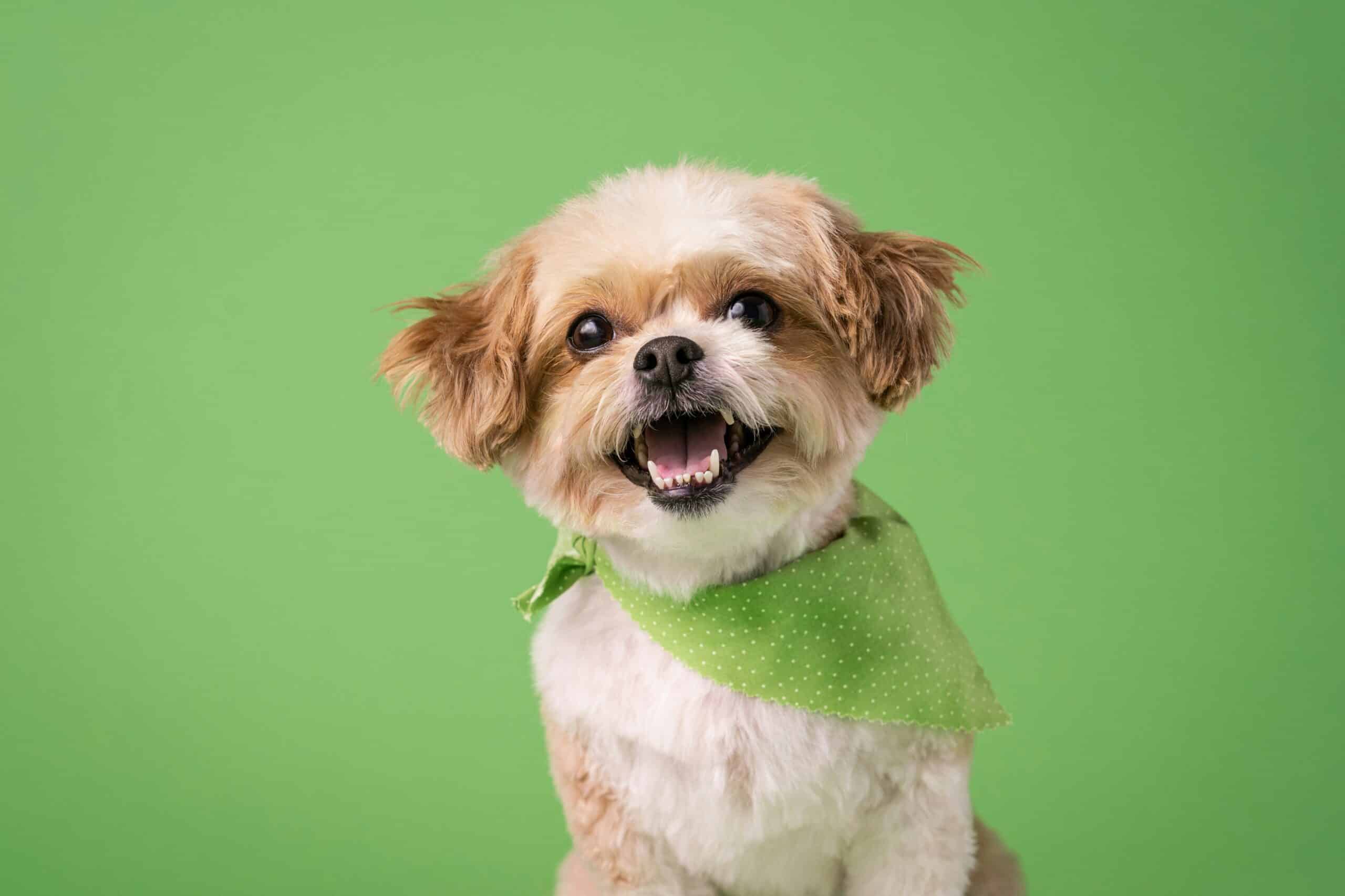 8 Green Accessories For Your St. Patrick’s Day Dog