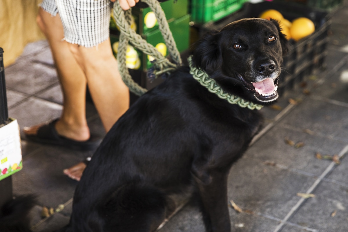Guide to Dog-Friendly Denver Farmers Markets