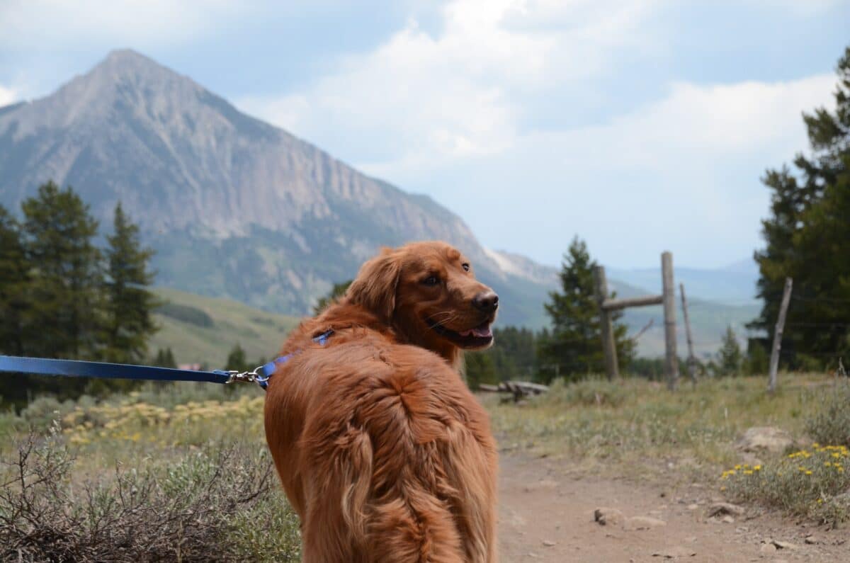 Hands Down the Best Dog Hiking Gear (6 Essential Items)