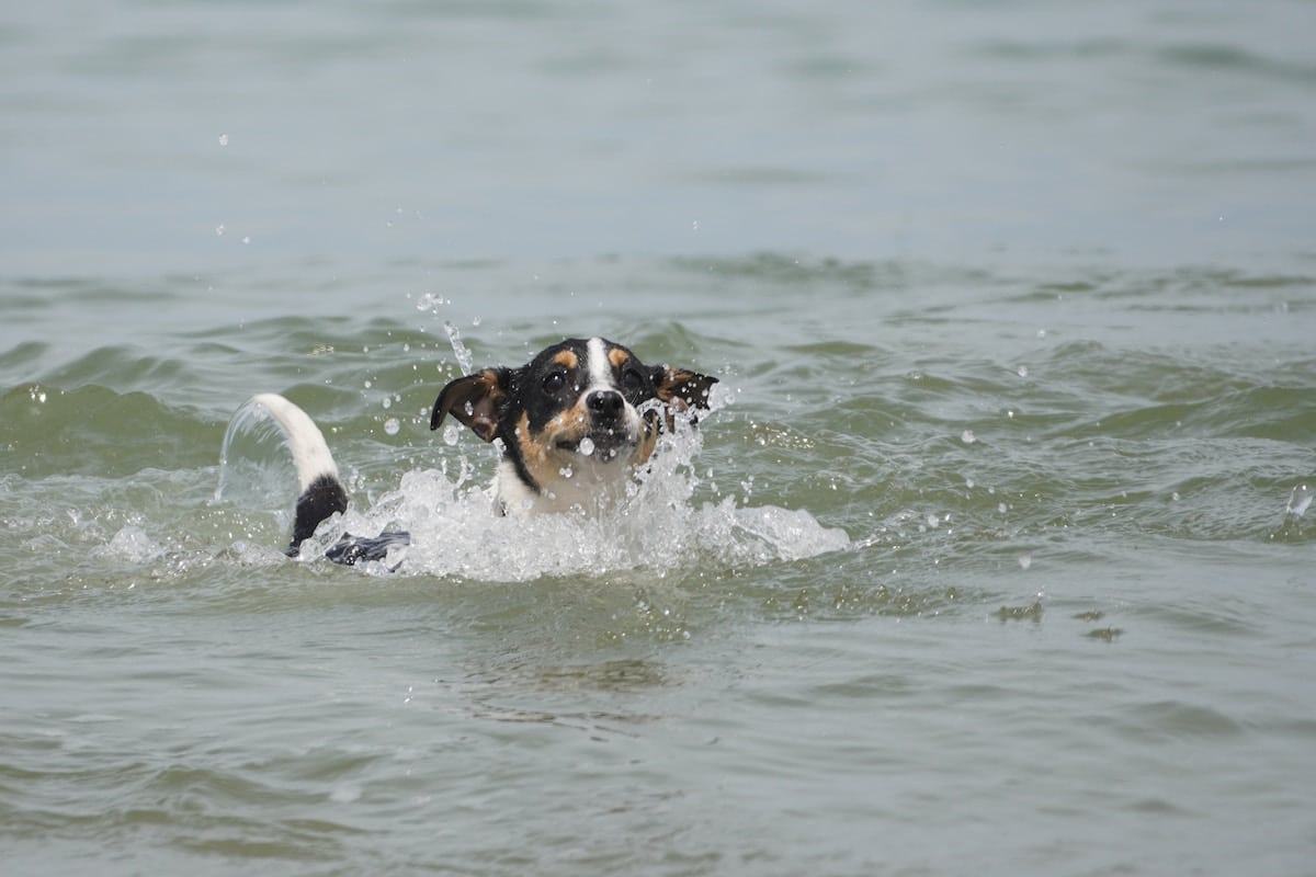 Time to Doggy Paddle: How to Teach a Dog to Swim