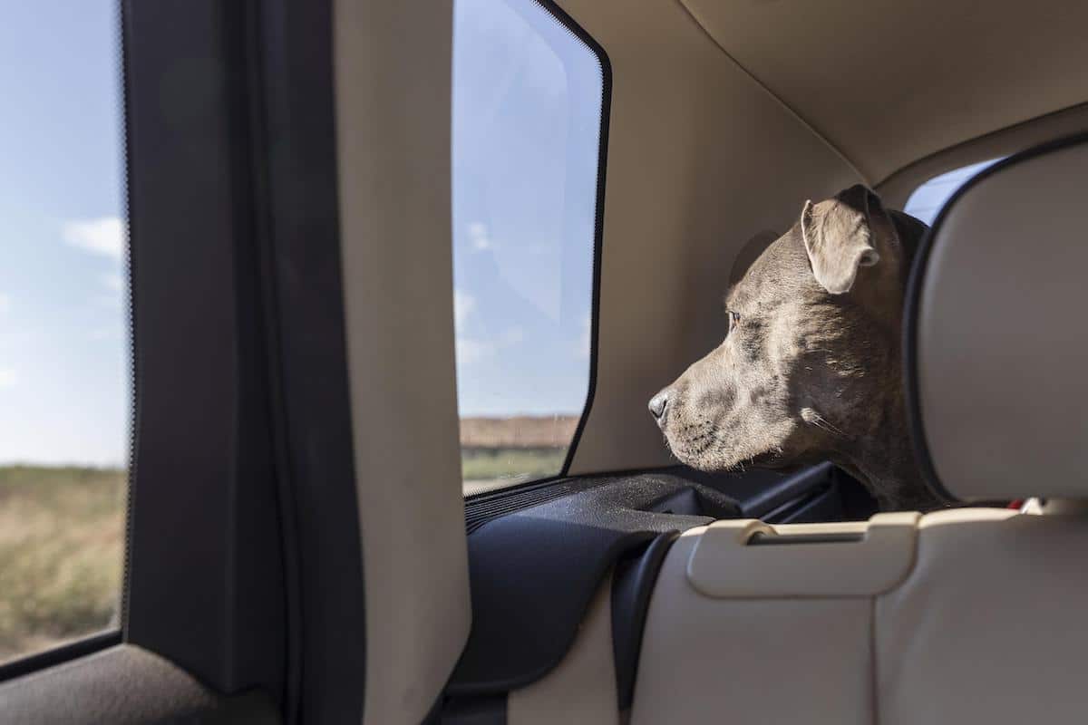 What To Do If You See A Dog Left In a Car