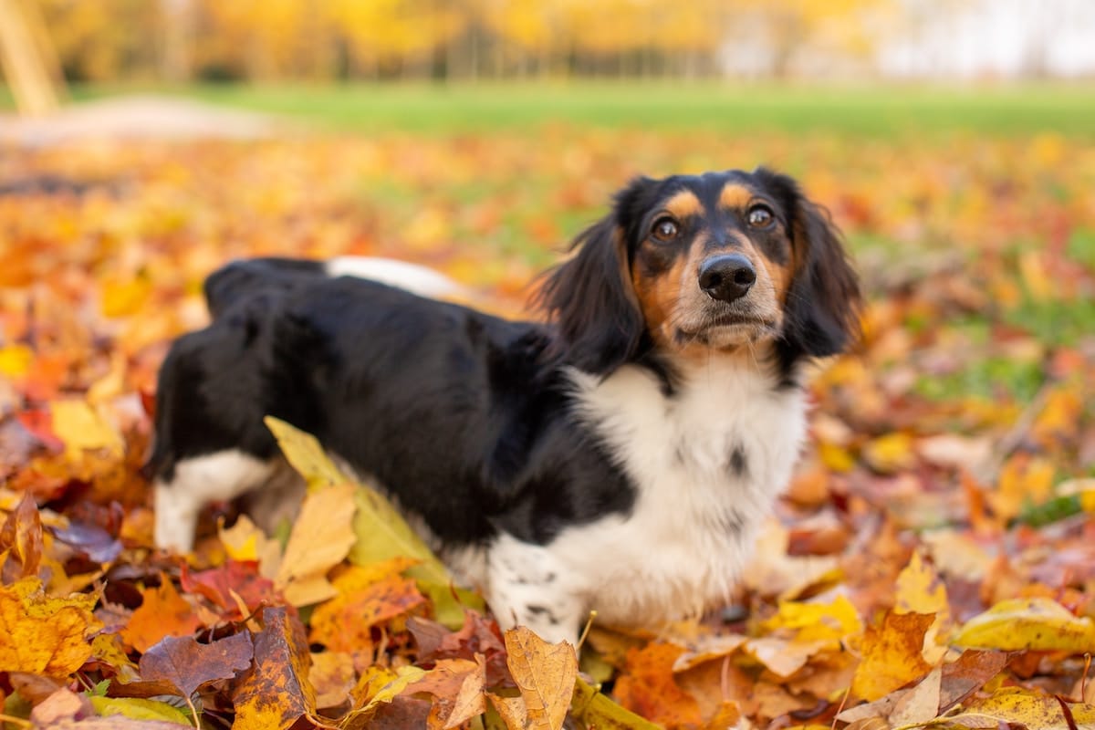 Dog Friendly Fall Drives in Minnesota for Leaf Peeping