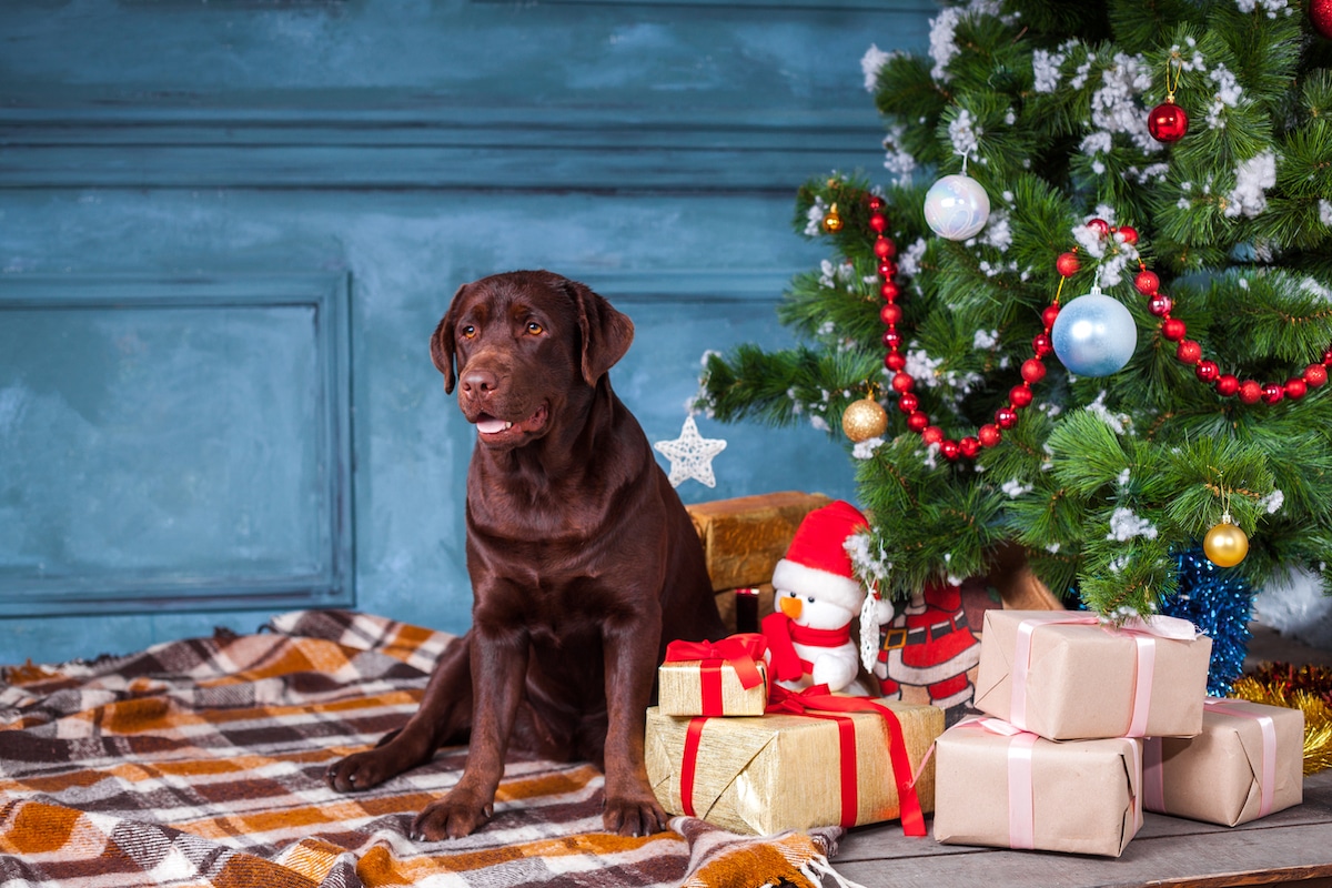 6 Dog-Friendly Seattle Christmas Tree Farms