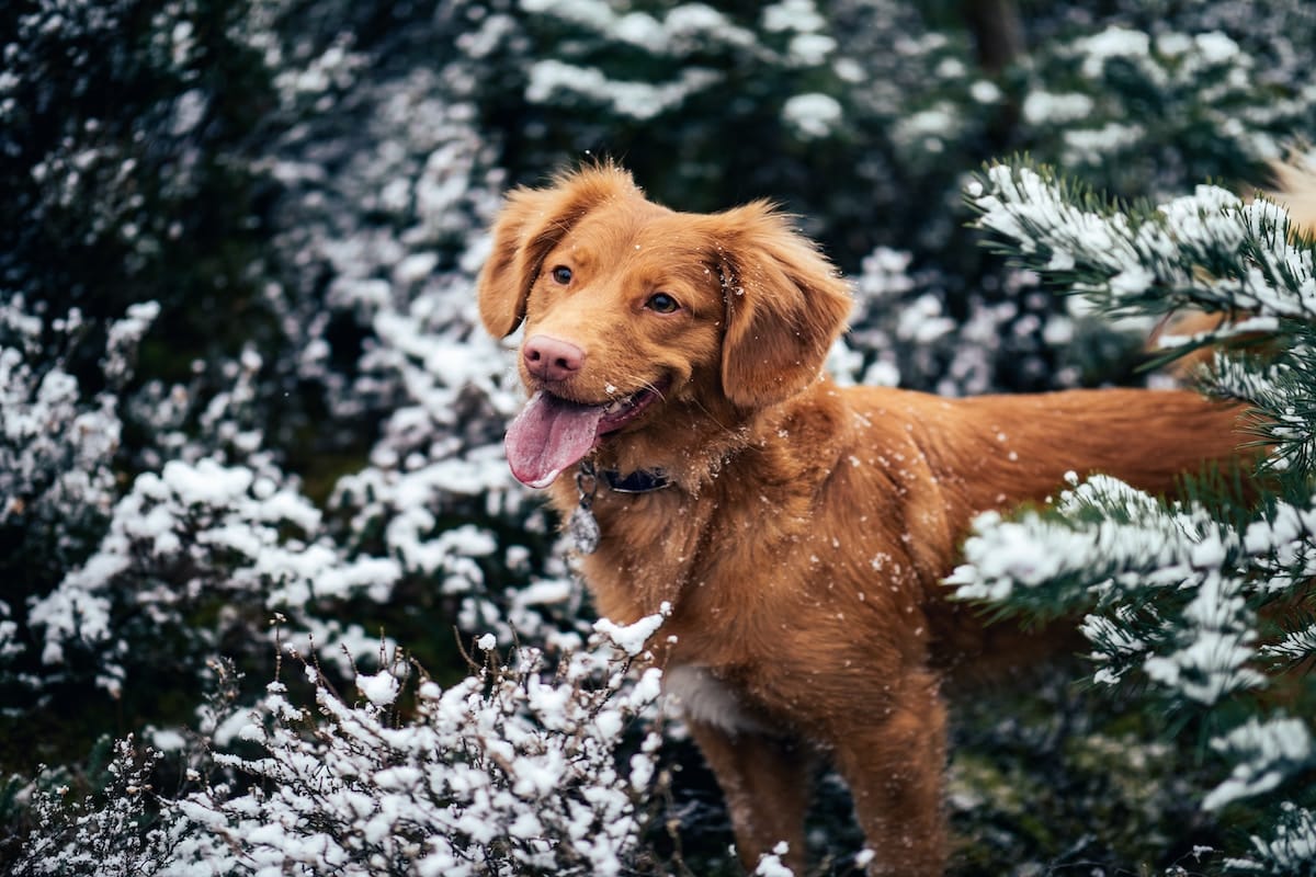 7 Dog-Friendly Denver Christmas Tree Farms