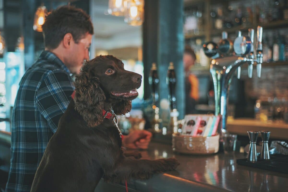 14 Seattle Breweries That Allow Dogs Indoors