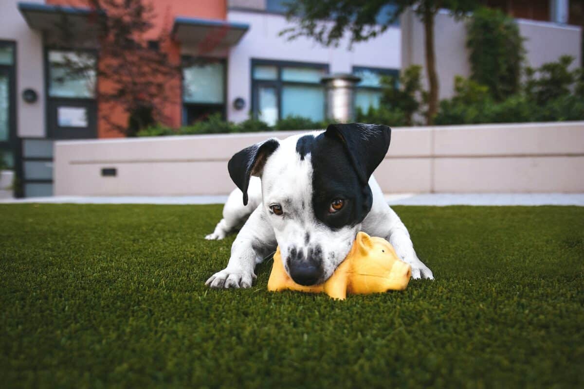 5 Pawesome Indoor Dog Parks in Denver