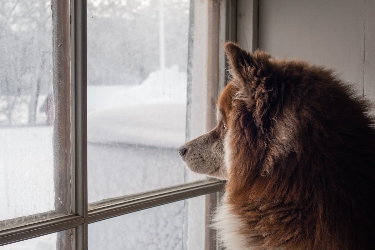 A Frosty Doggo’s Indoor Guide to Chicago Winter