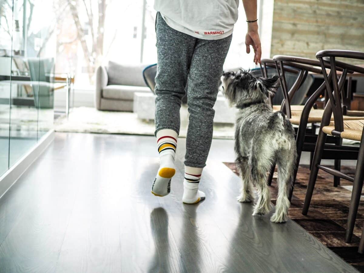 Twin Cities Spots for Indoor Dog Walks