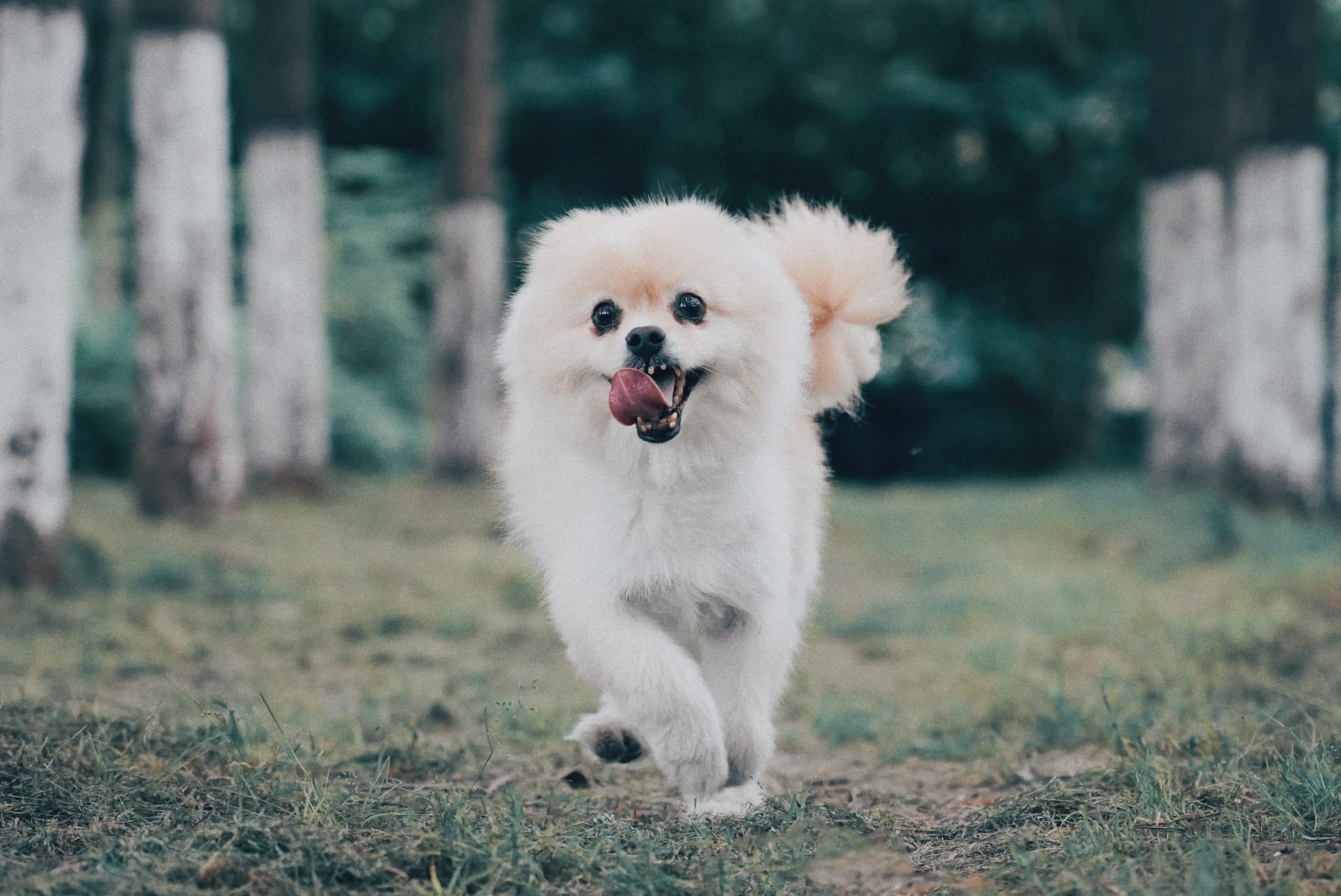 Pomeranian