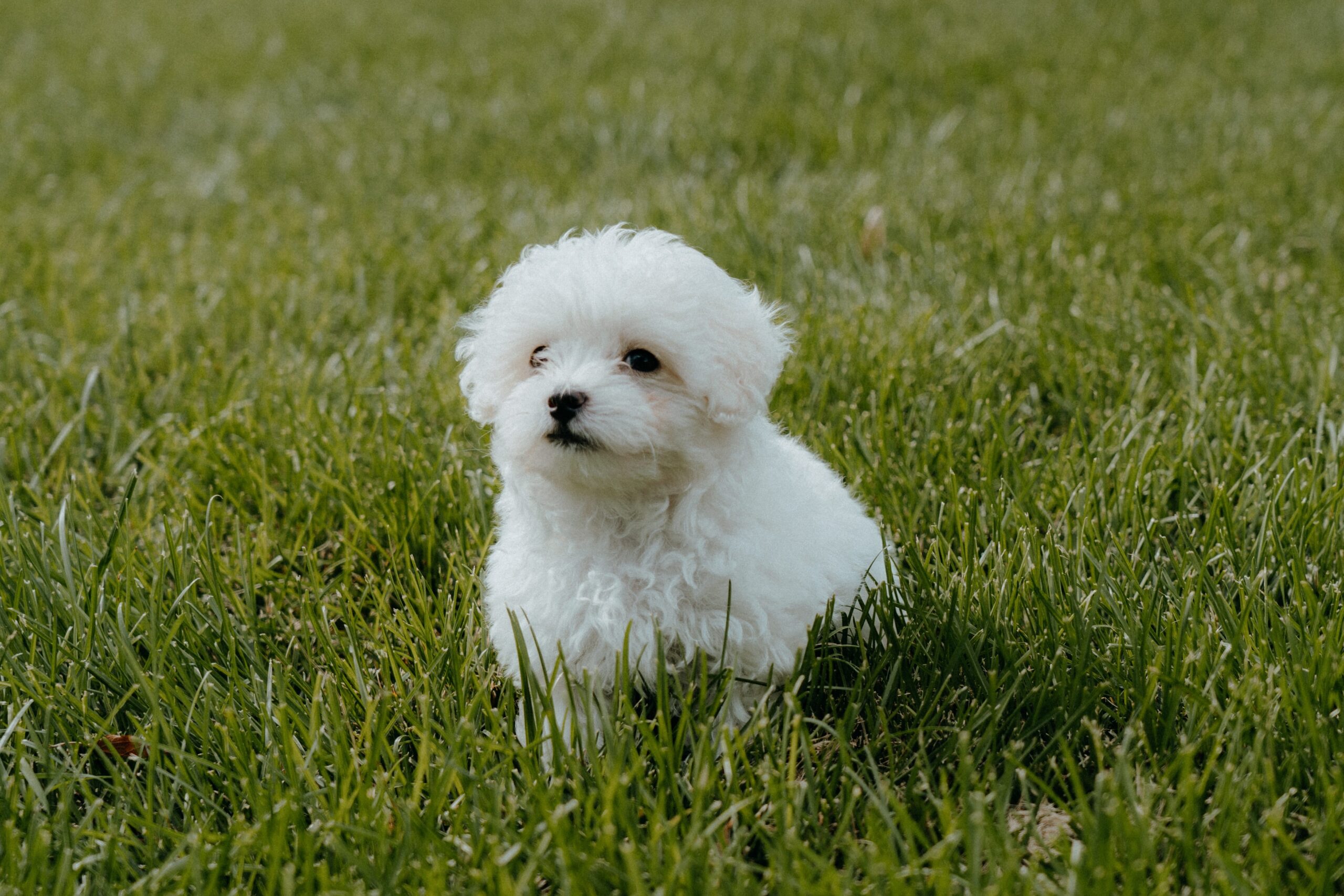 Maltipoo