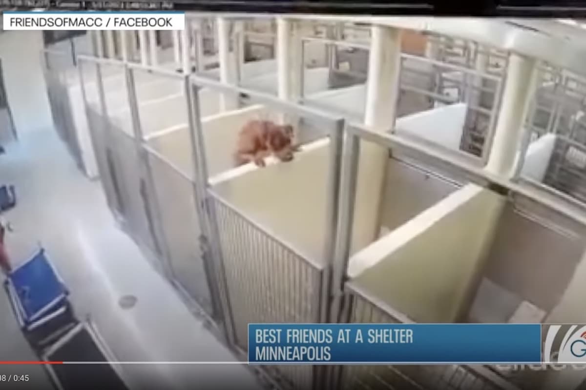 Wall-leaping dog and her best pup adopted from Minneapolis animal shelter.