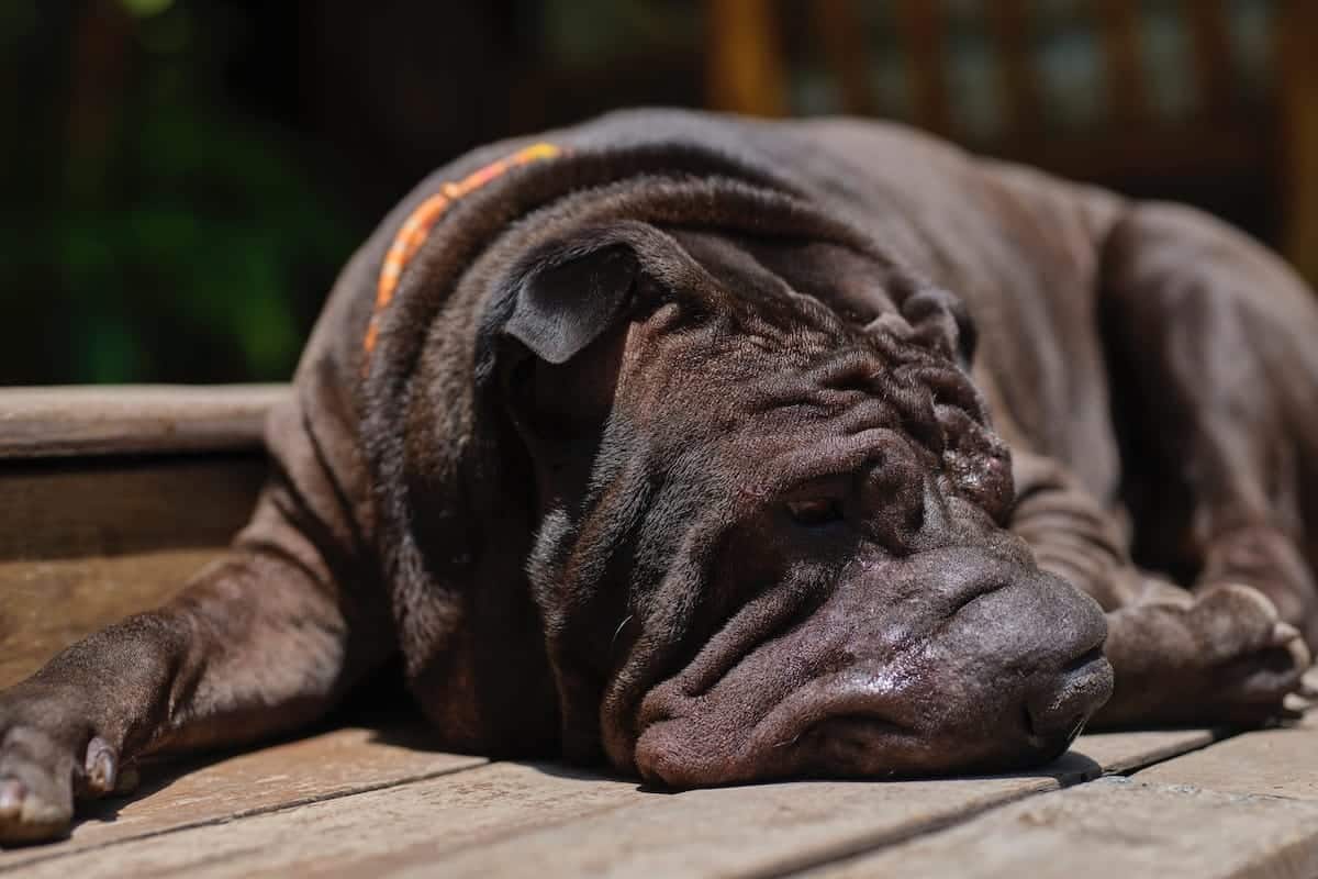 Shar Pei