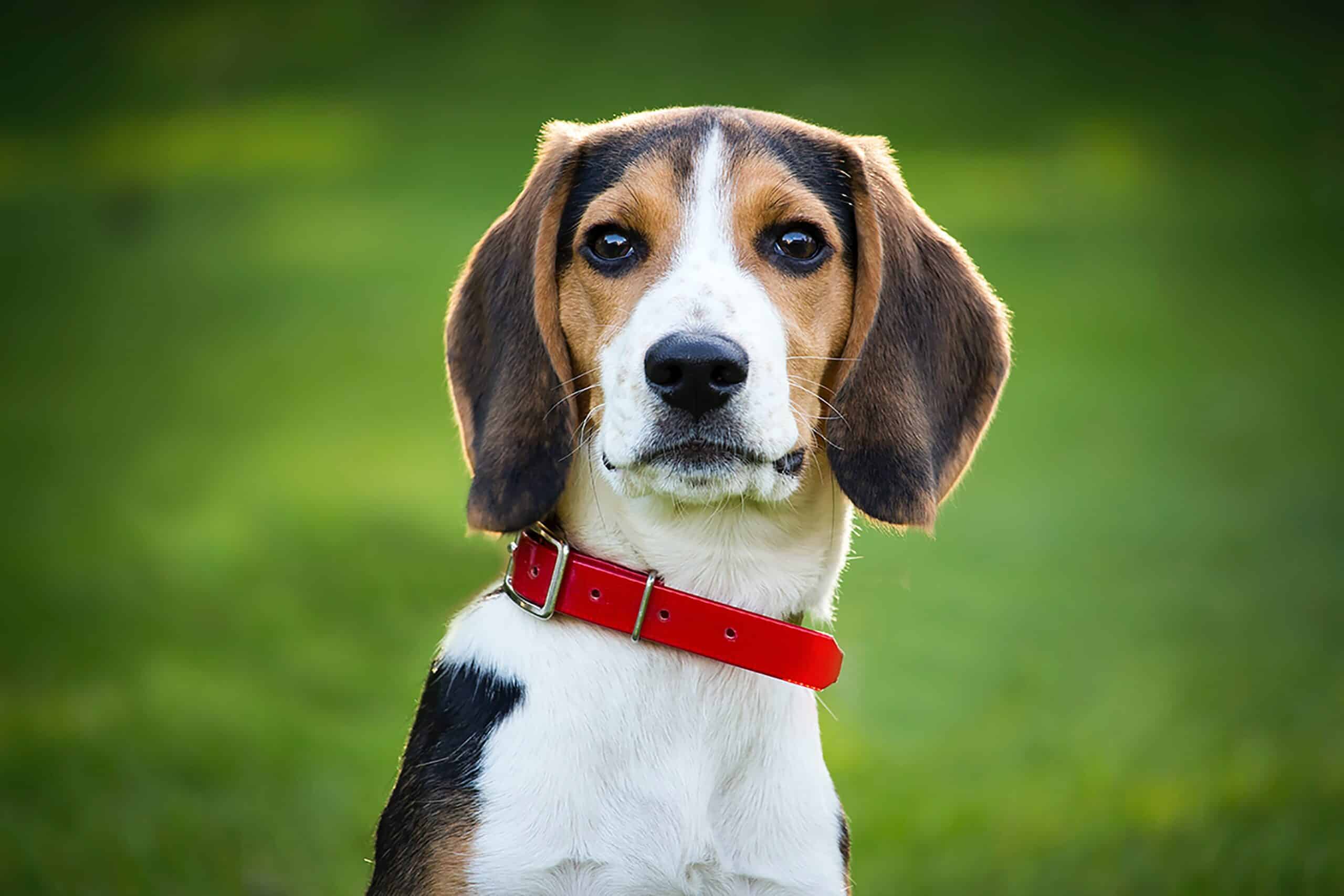Beagle