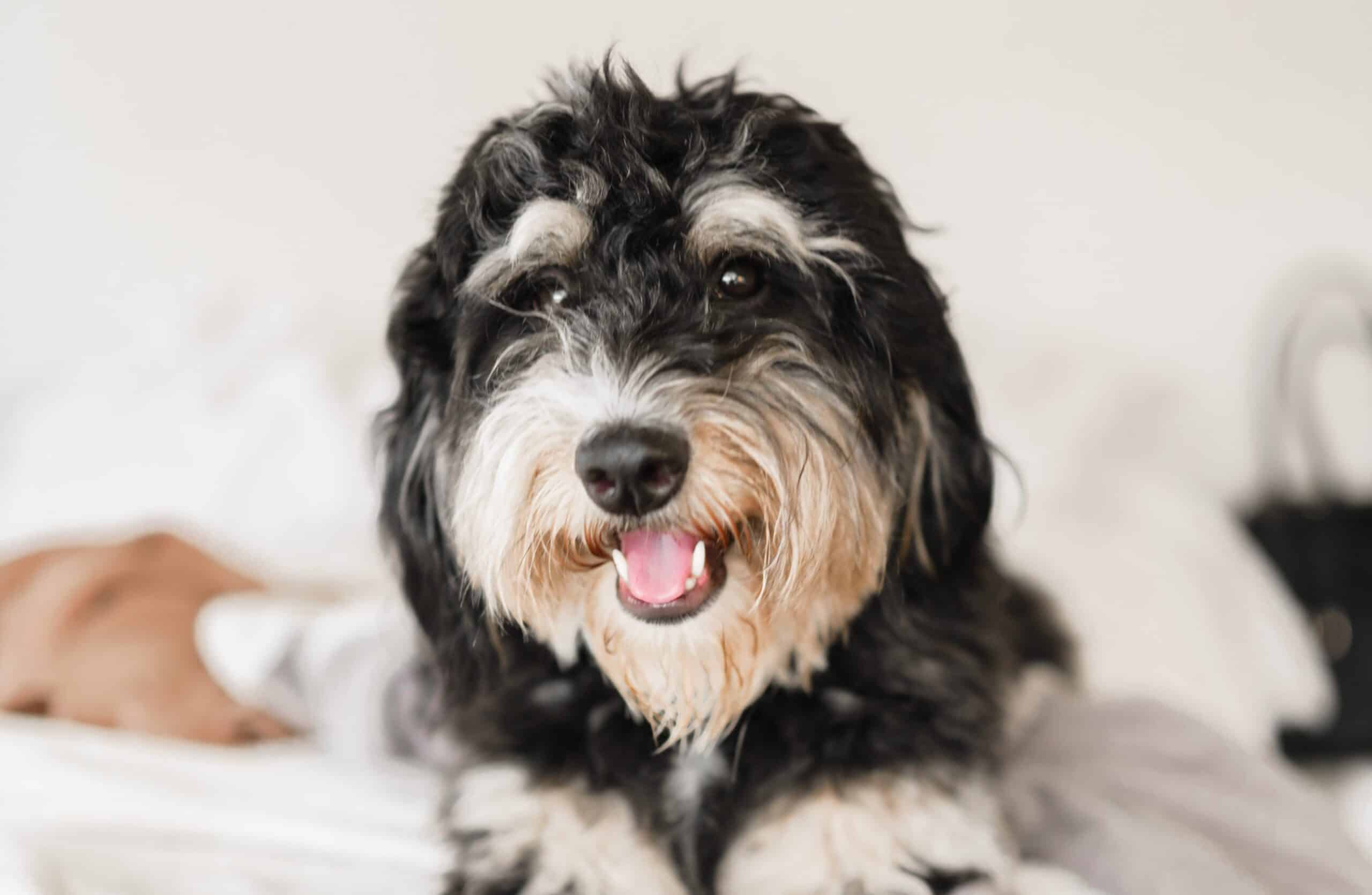 Bernedoodle