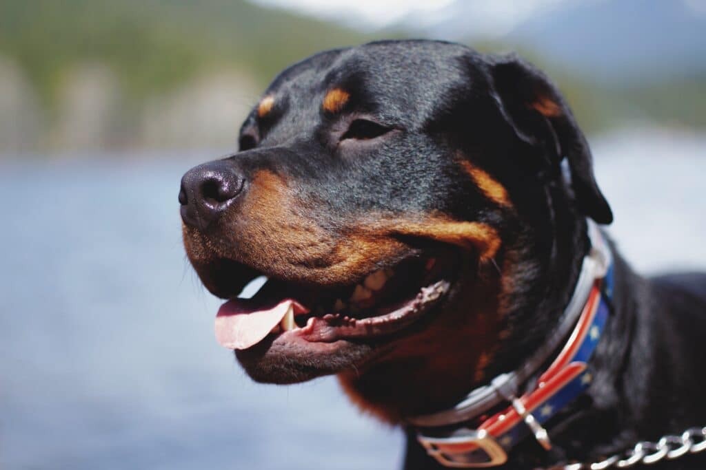Rottweiler Squinting in the Sun