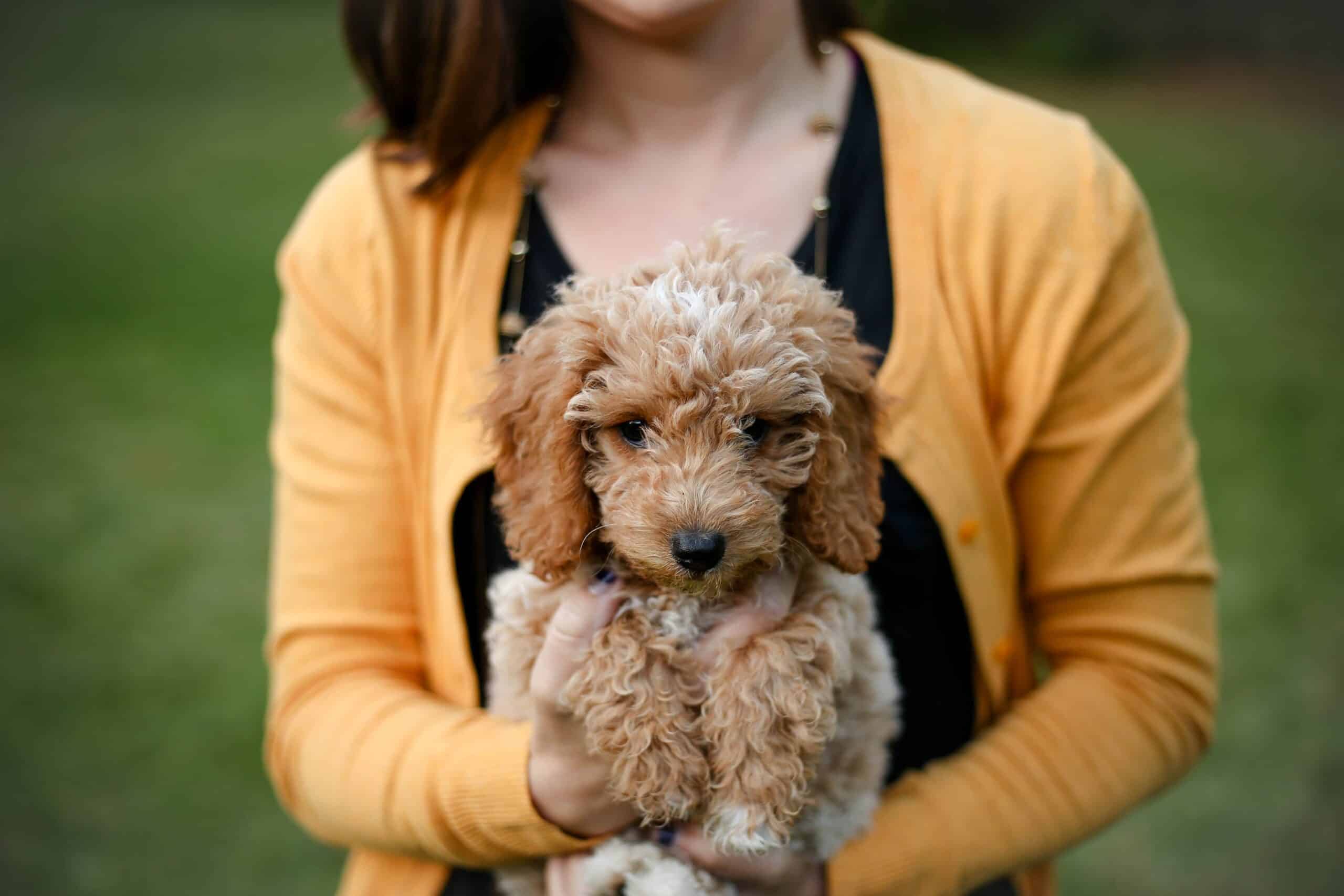 Goldendoodle