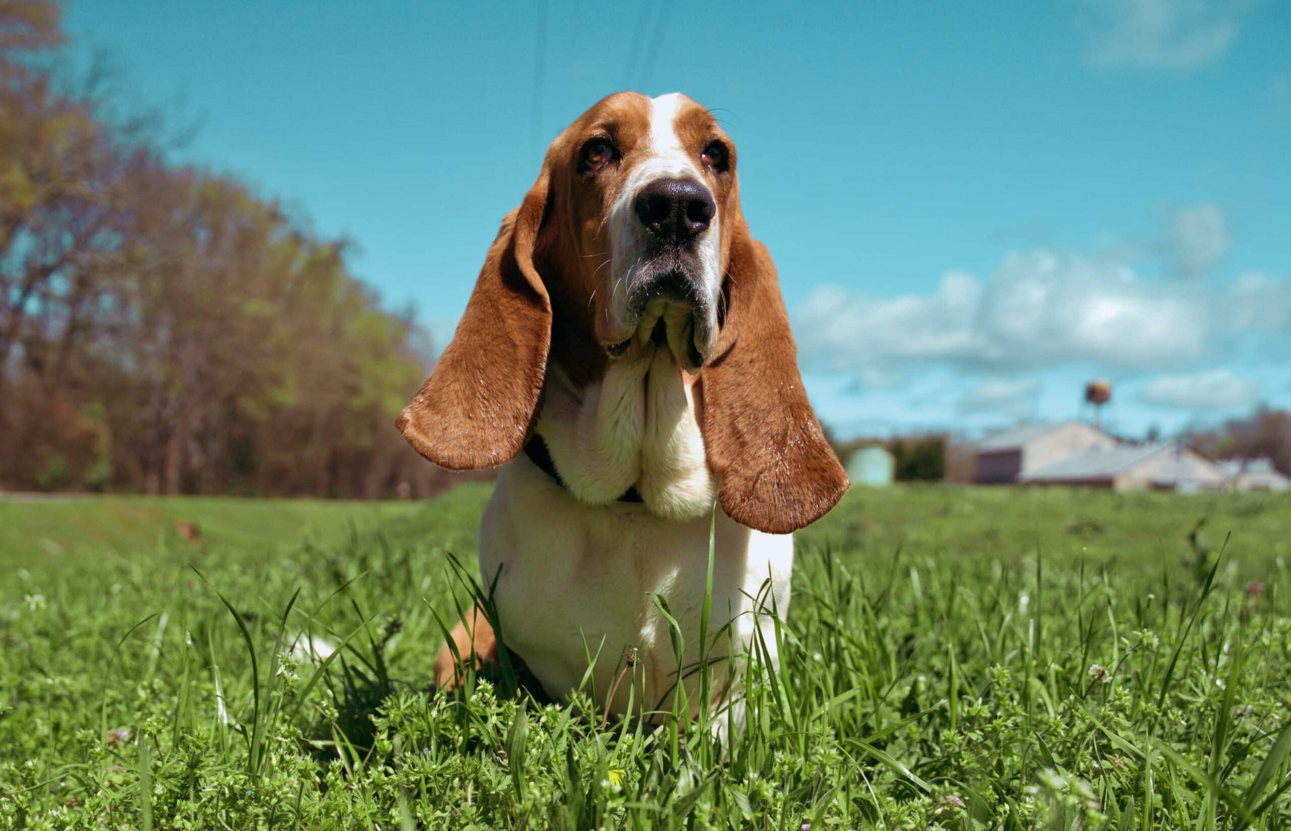 Basset Hound