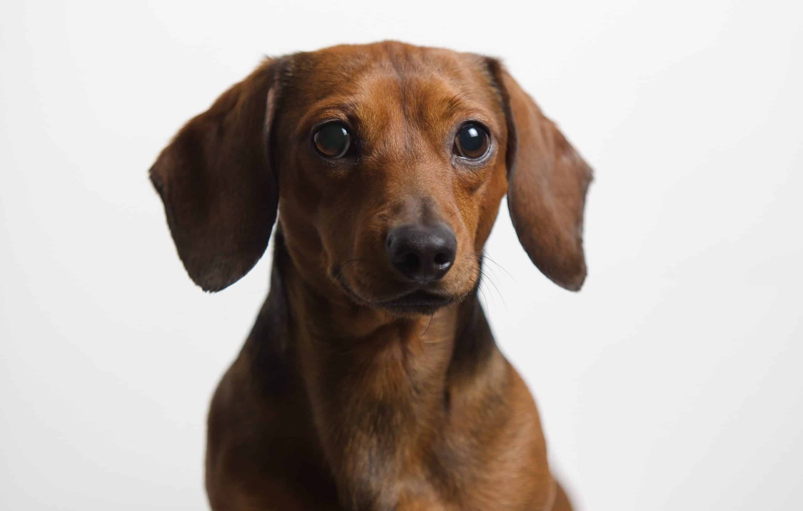 Dachshund