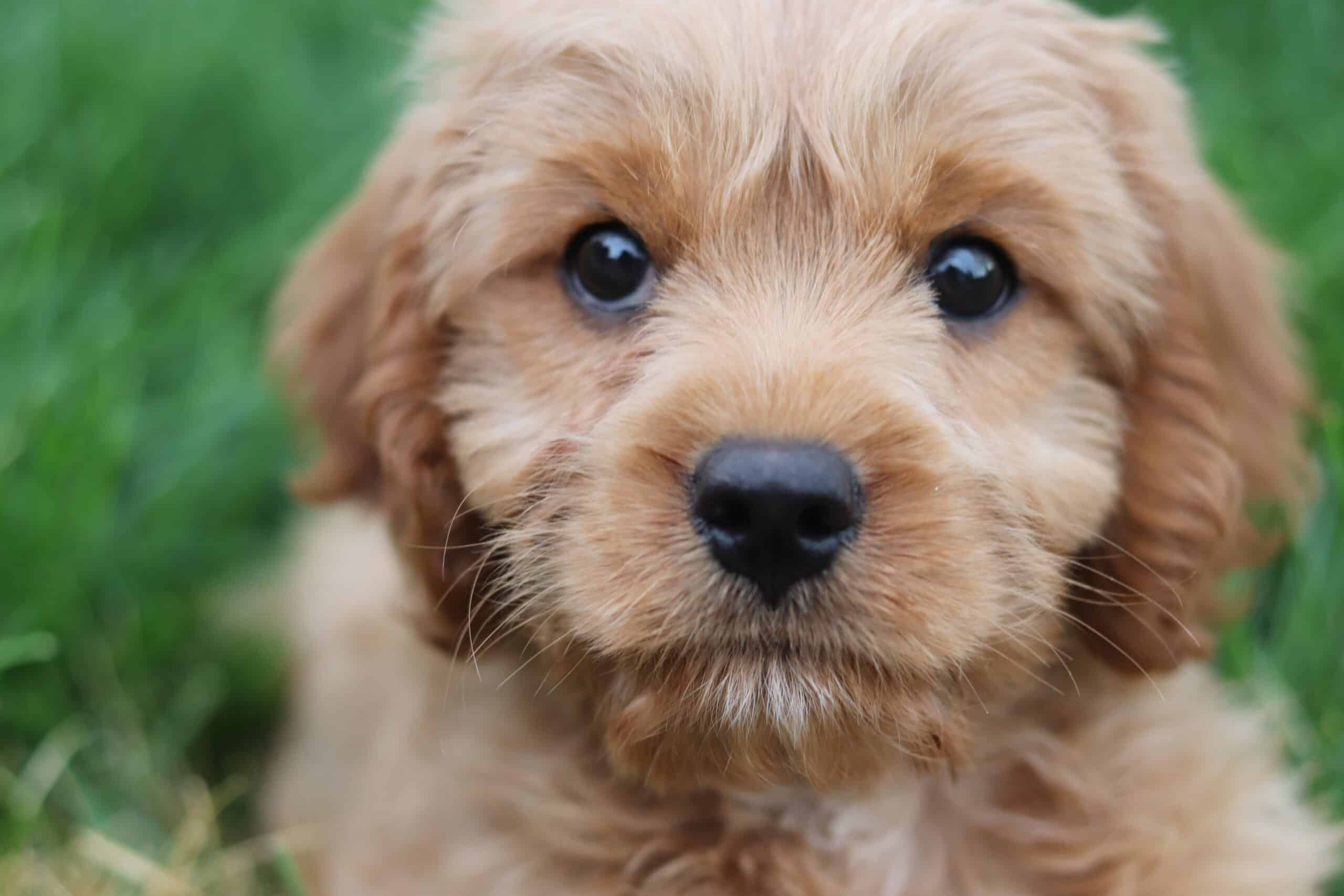 Cavapoo
