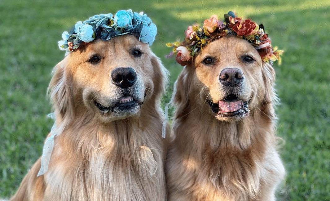 Golden Retriever Besties Have Everyone Wanting a Second Dog