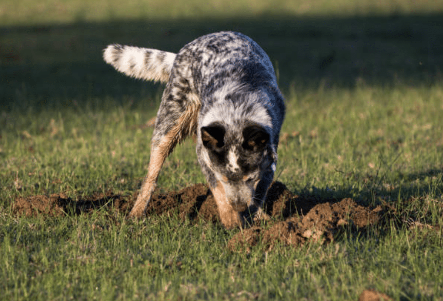 Beneath the Surface: Decoding Your Dog’s Desire to Dig