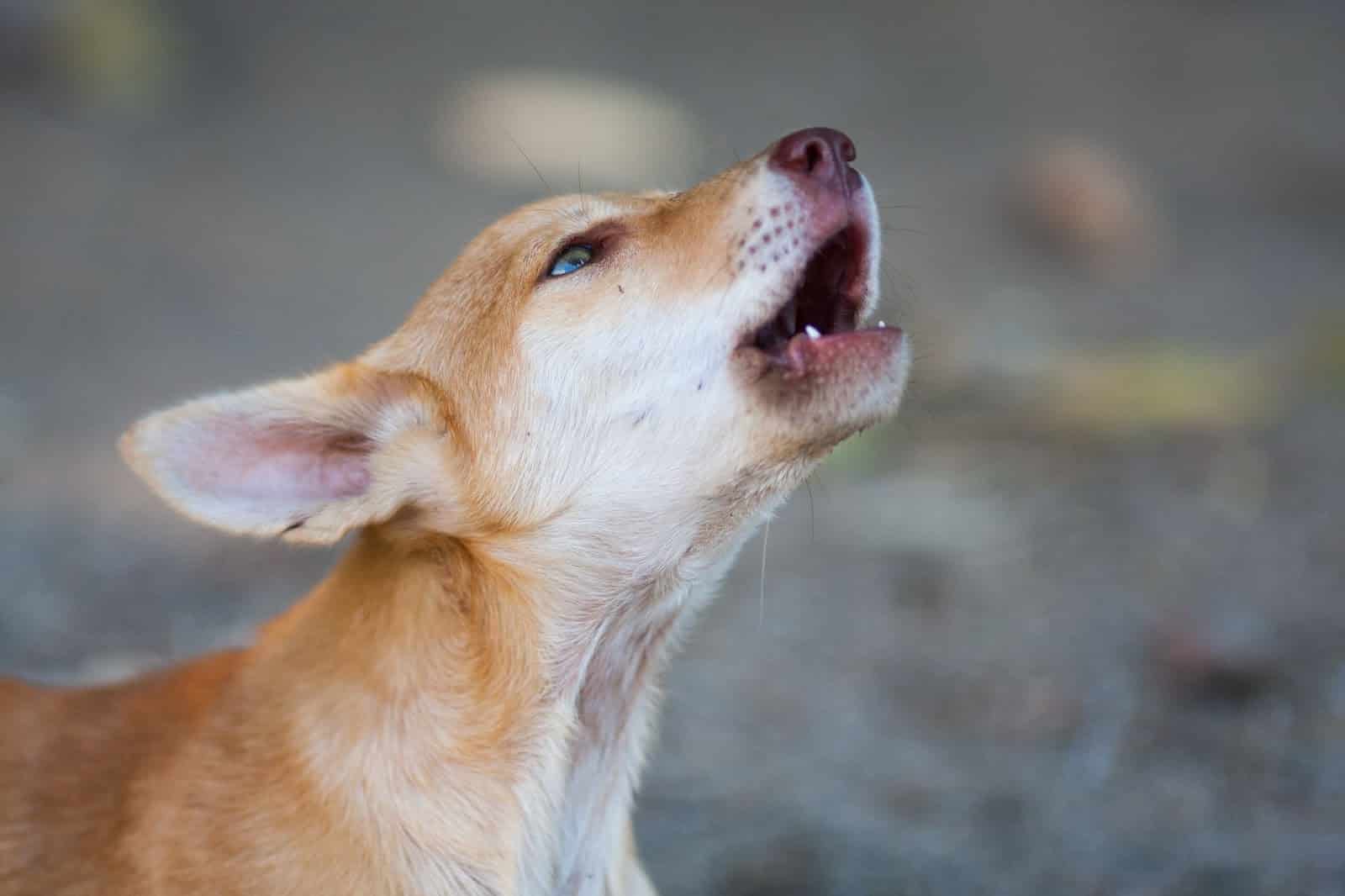 Fascinating Reasons Why Dogs Howl