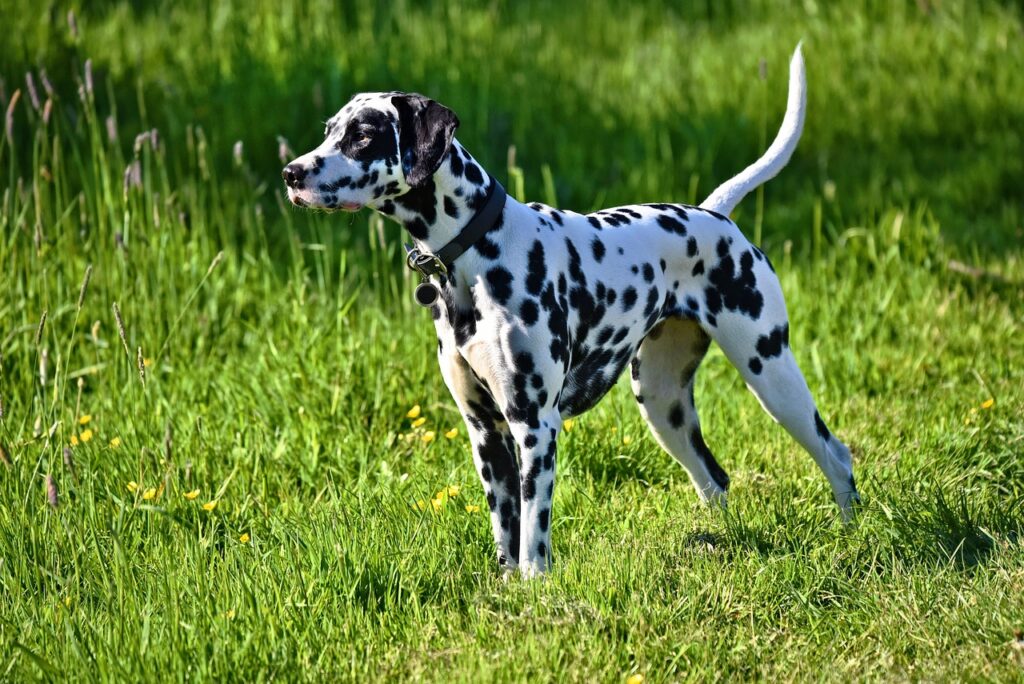 Black and white Dalmatian dog