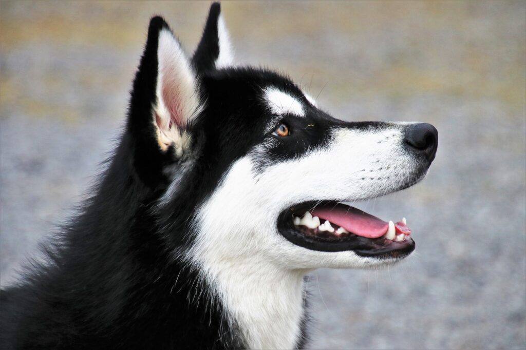 Black and white dog portrait