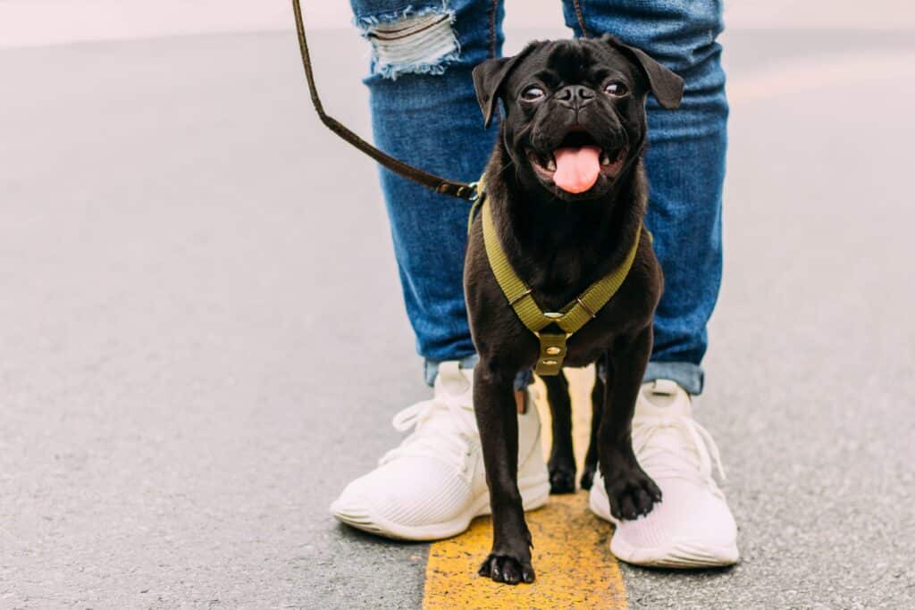 dog walking with owner