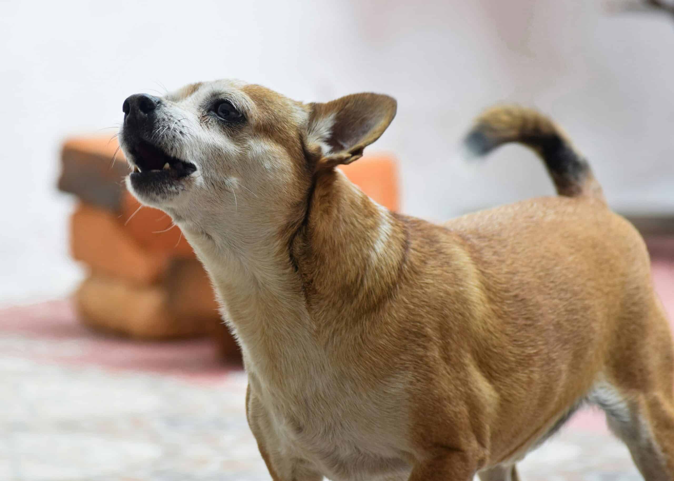 Why Do Dogs Bark at Nothing? (Spoiler Alert, It’s Not Nothing)