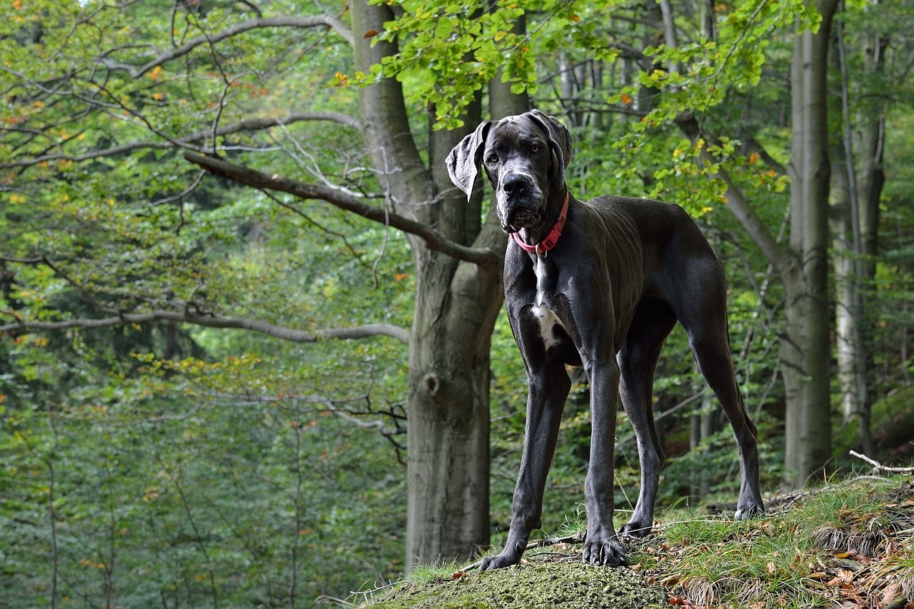 Unleashing Giants: The Top 10 Tallest Dog Breeds