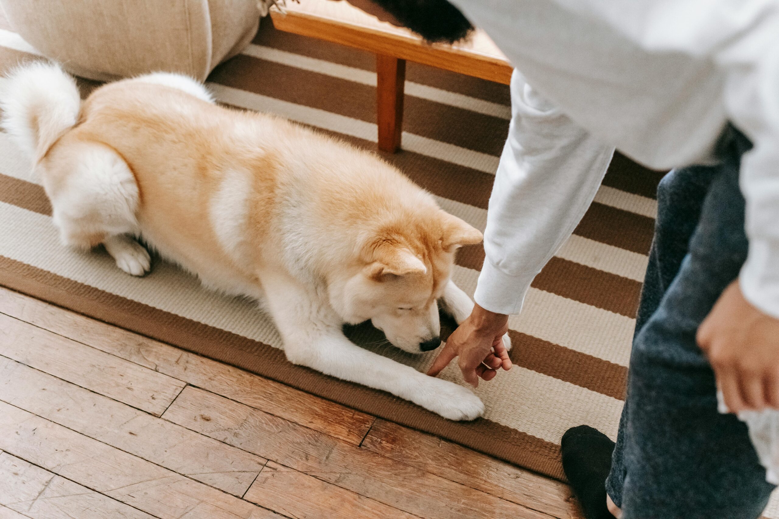 Guide to Clicker Training a Dog