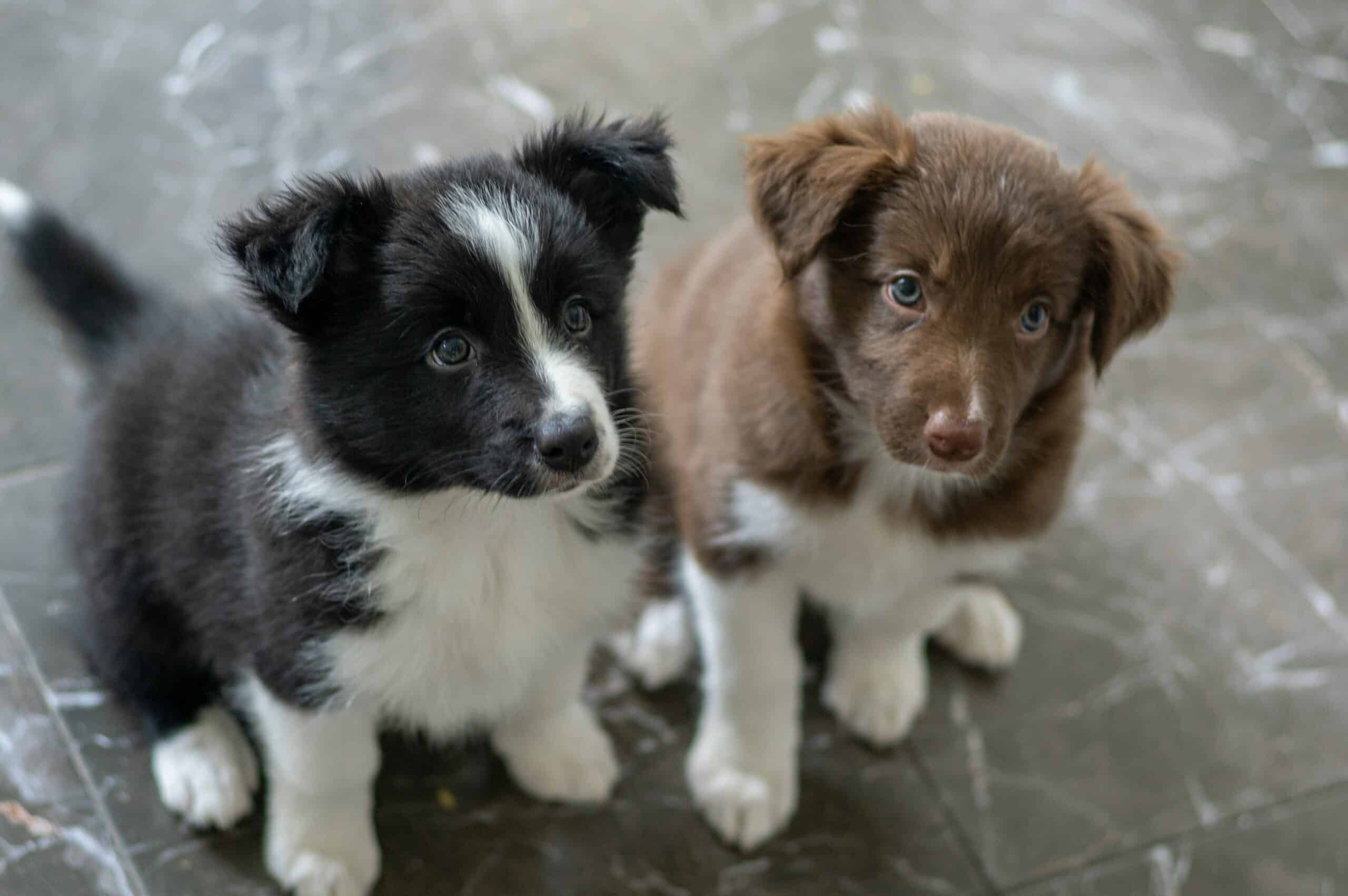 Double the Trouble or Double the Fun? Considering Two Puppies at Once