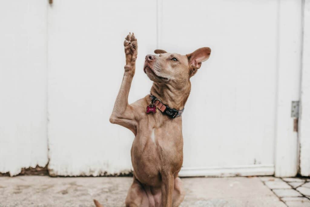 Brown dog learning positive reinforcement and being trained