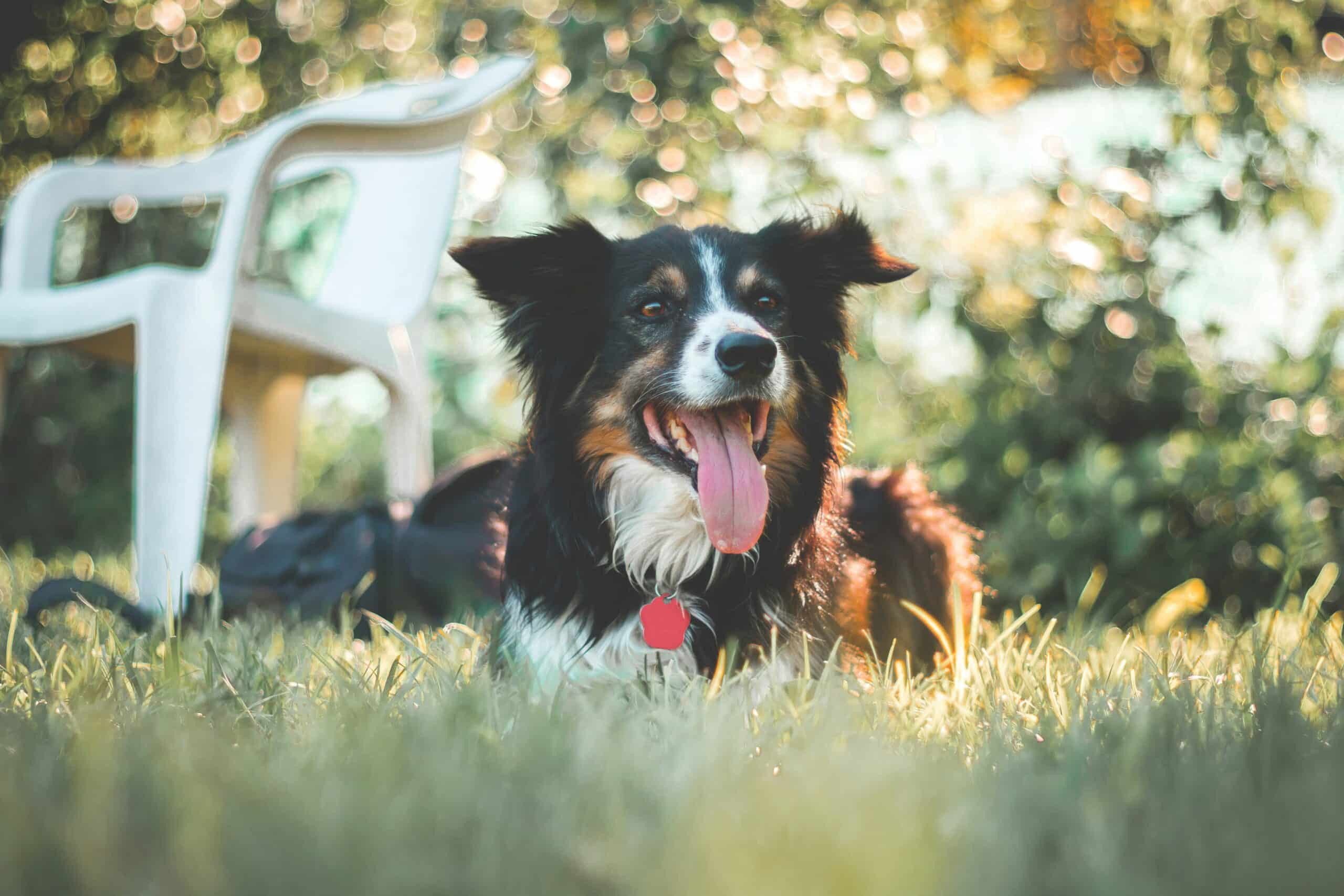 Dog-friendly Airbnbs for Your Summer Vacation