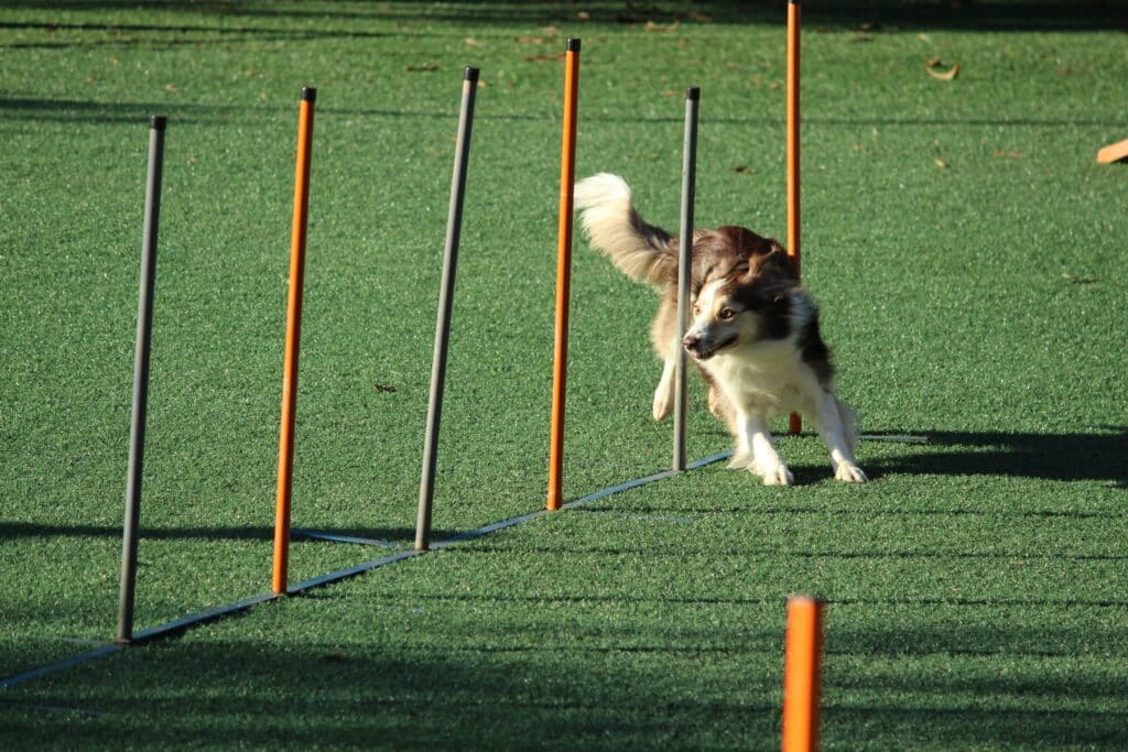Brown and white dog learning how to run through training maze with positive reinforcement.