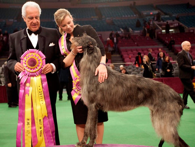Hickory a Scottish Deerhound: The Best in Show Champion’s Tale