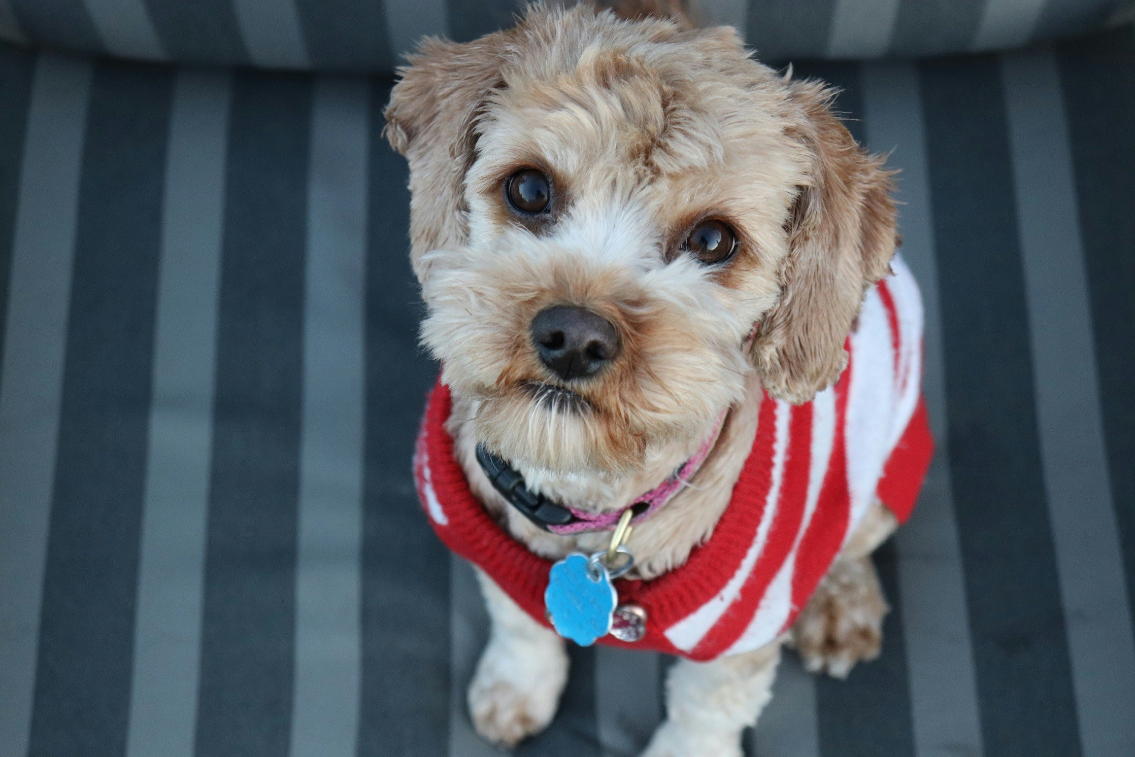 Large Dog Sweaters: Choosing the Right Size for your Big Pup