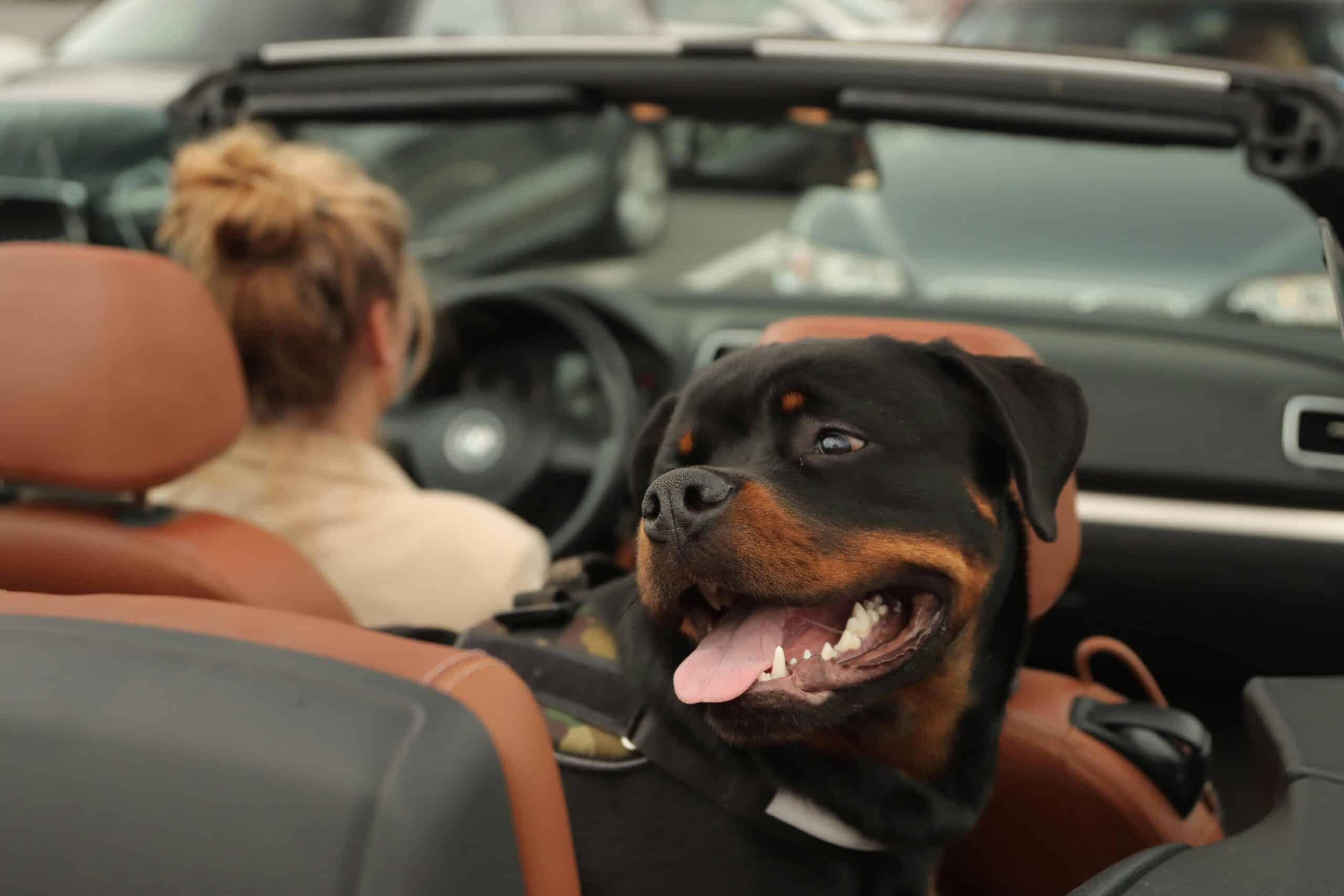 The Magic of Car Rides for Dogs