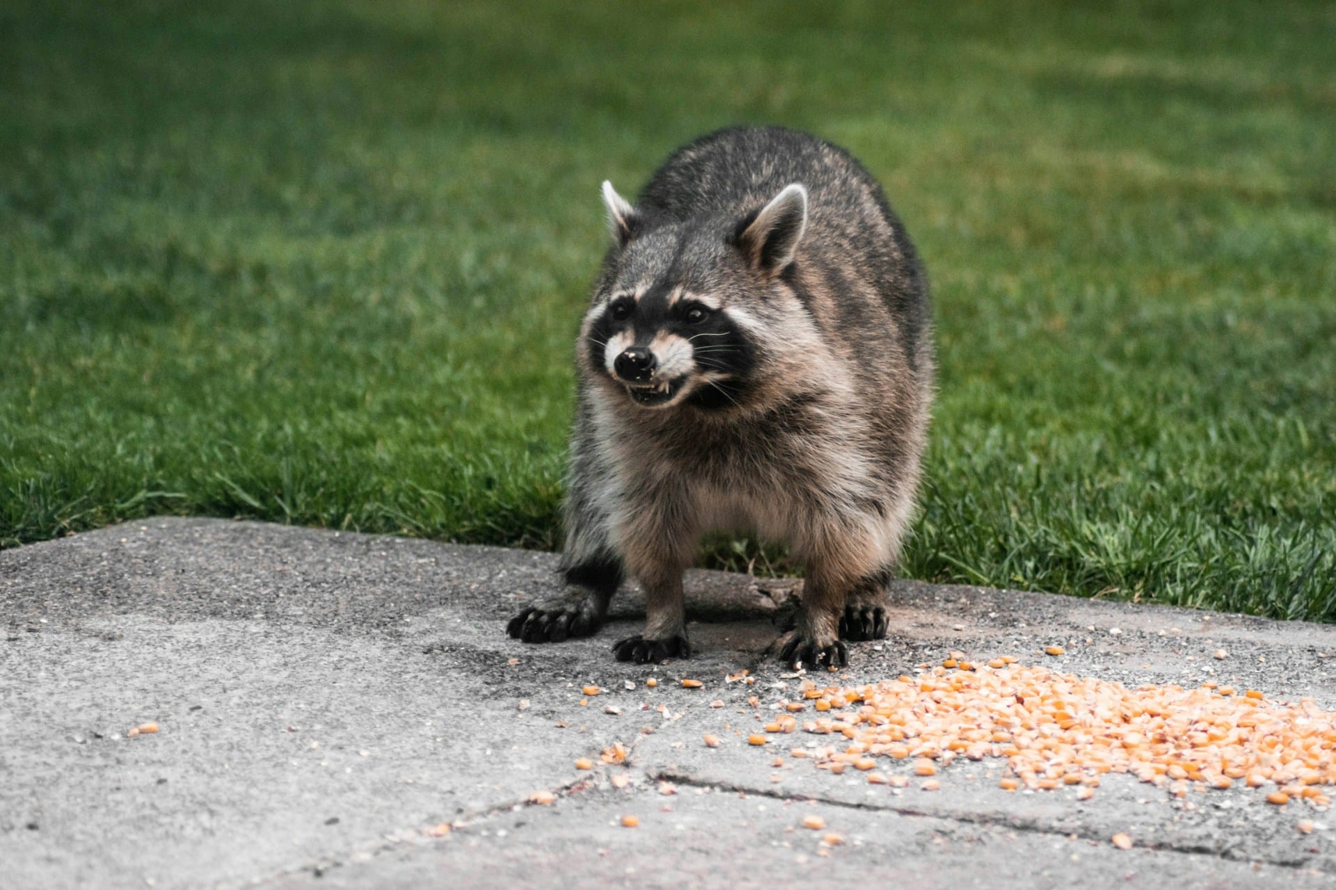 What To Do When Your Dog Meets A Raccoon