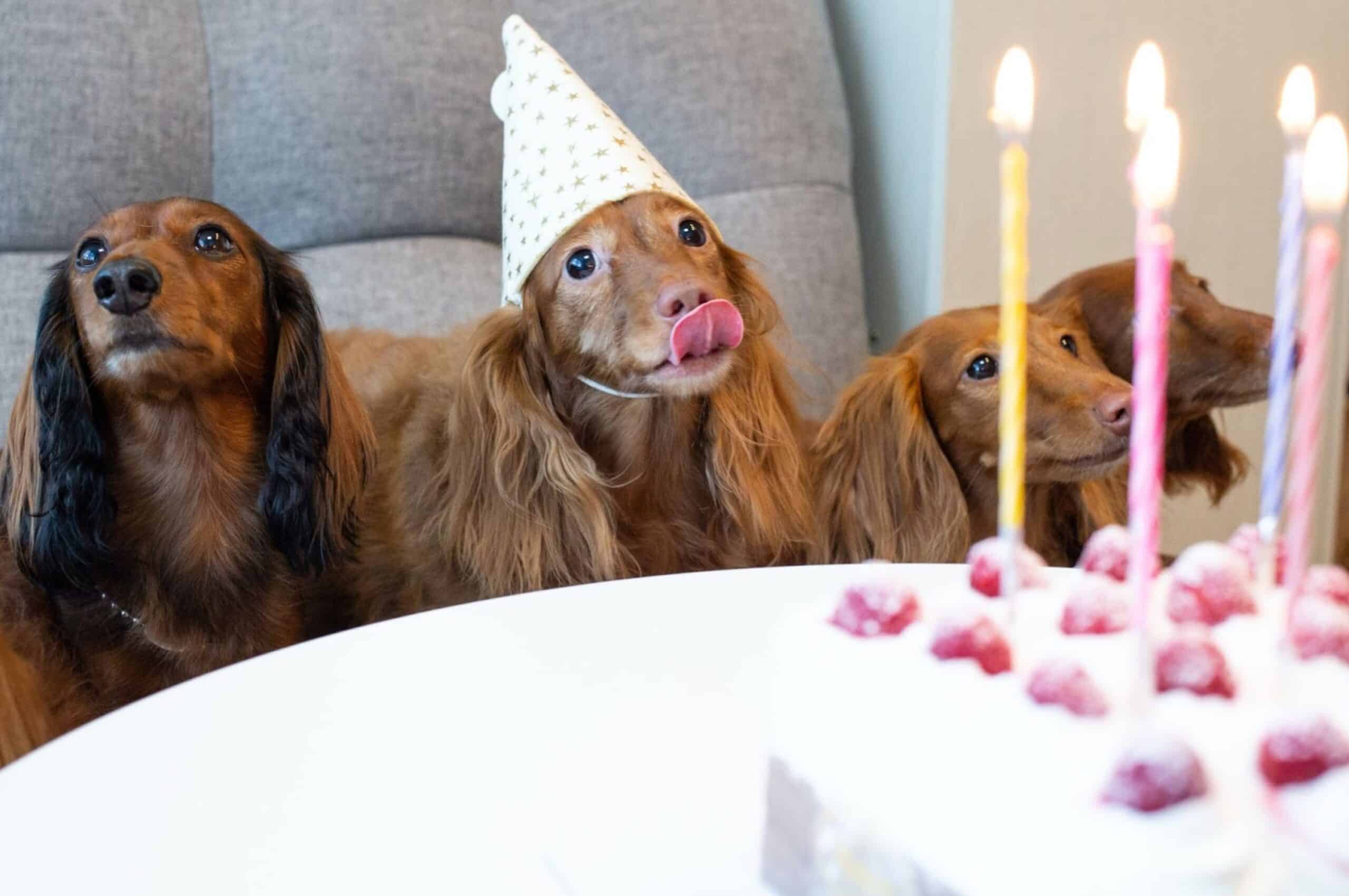 How to Host the Best Dog Birthday Party Ever